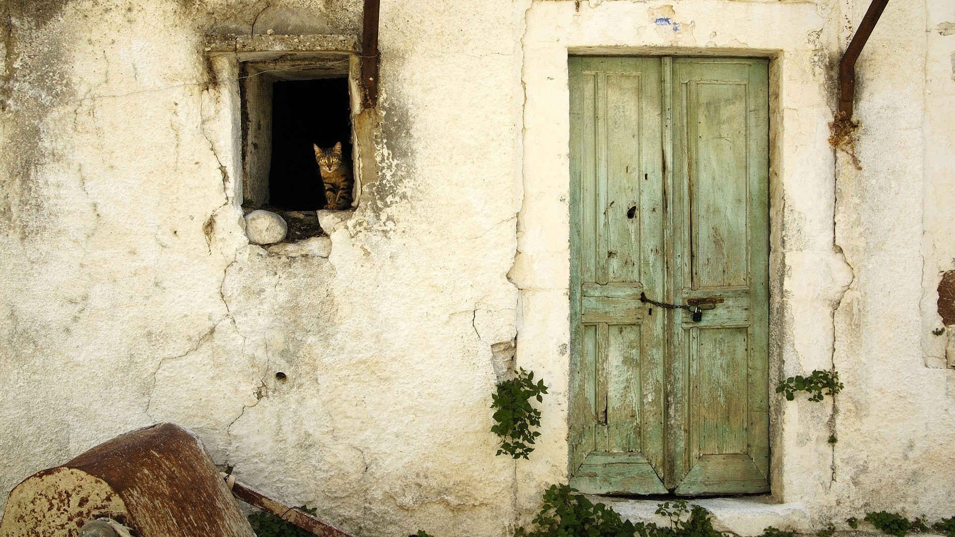 Handy-Wallpaper Tiere, Katze kostenlos herunterladen.