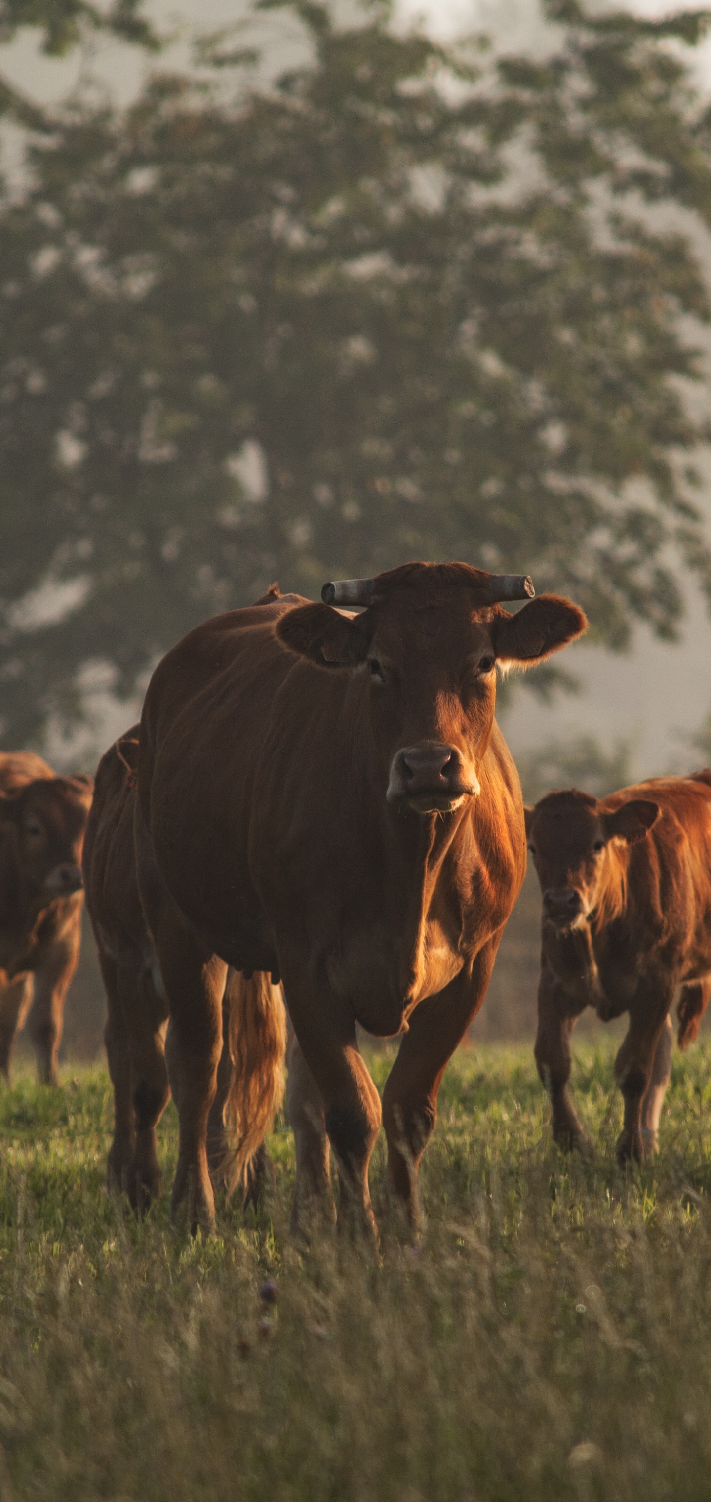 Téléchargez des papiers peints mobile Animaux, Vache gratuitement.