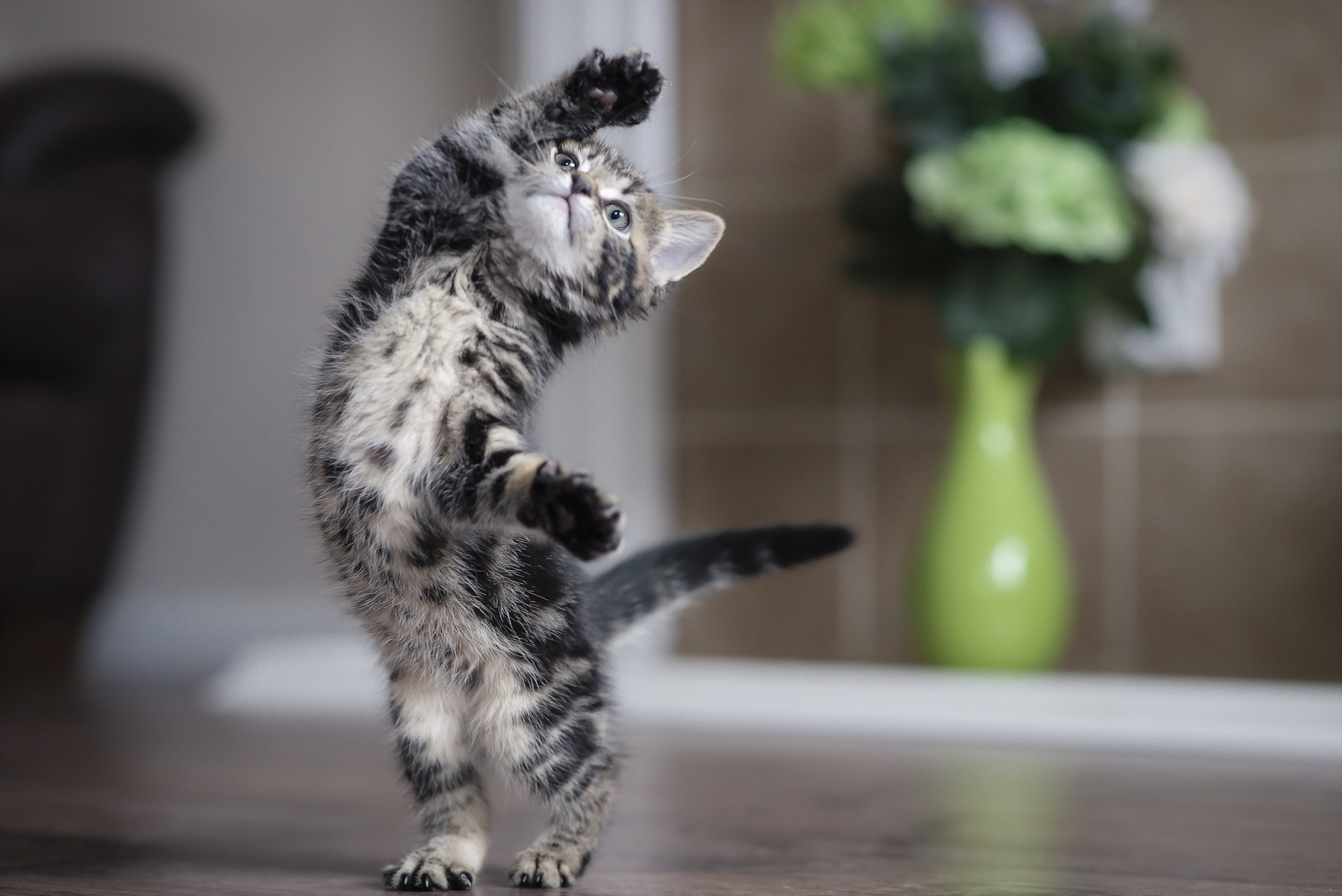 Téléchargez gratuitement l'image Animaux, Chats, Chat, Chaton, Bébé Animal sur le bureau de votre PC