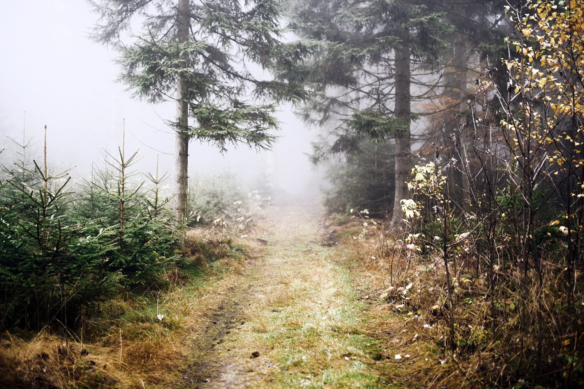 Free download wallpaper Nature, Tree, Fog, Earth, Path on your PC desktop