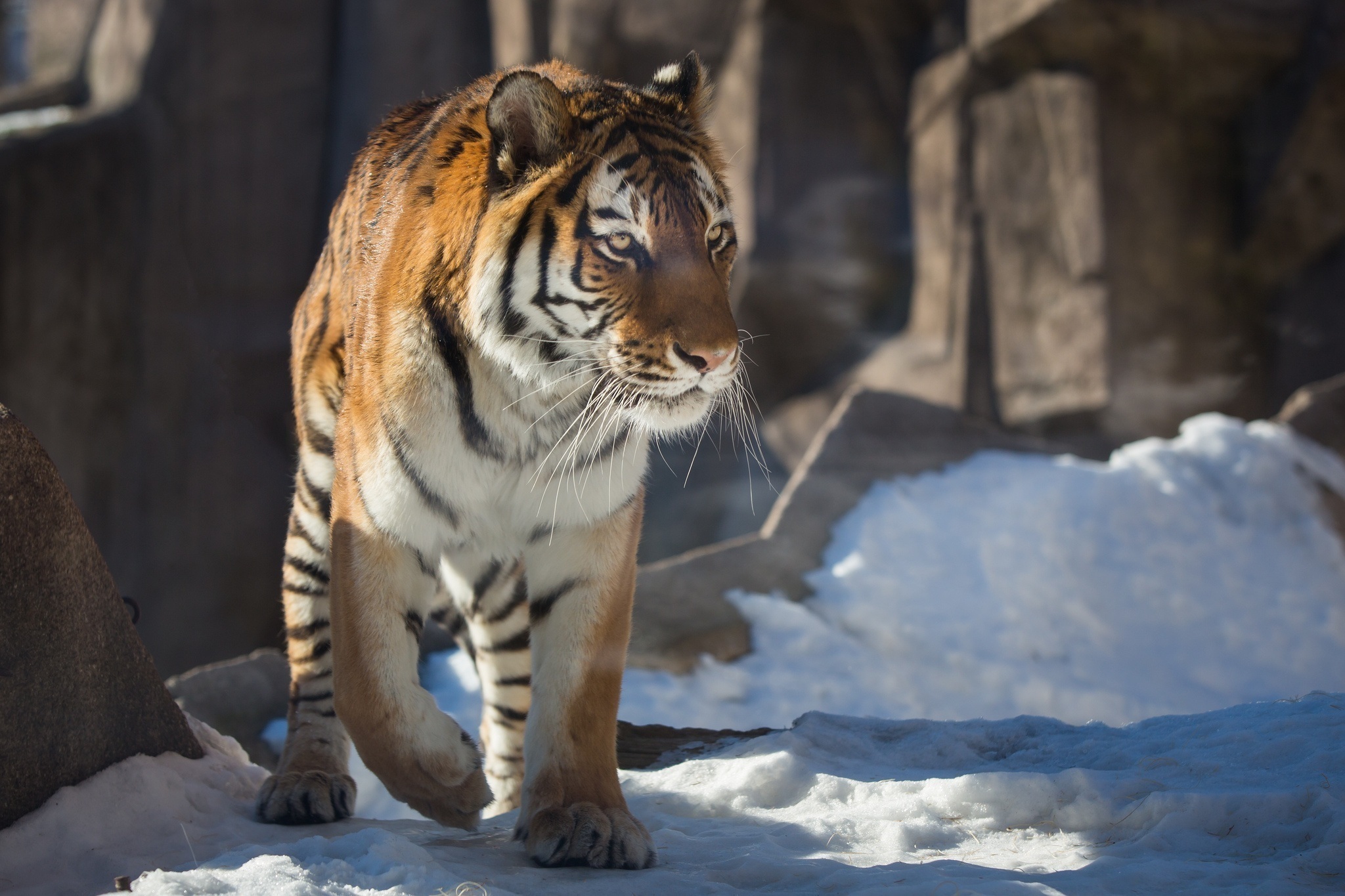 Скачати мобільні шпалери Сніг, Хижак, Великий Кіт, Тварини, Тигр, Велика Кішка безкоштовно.