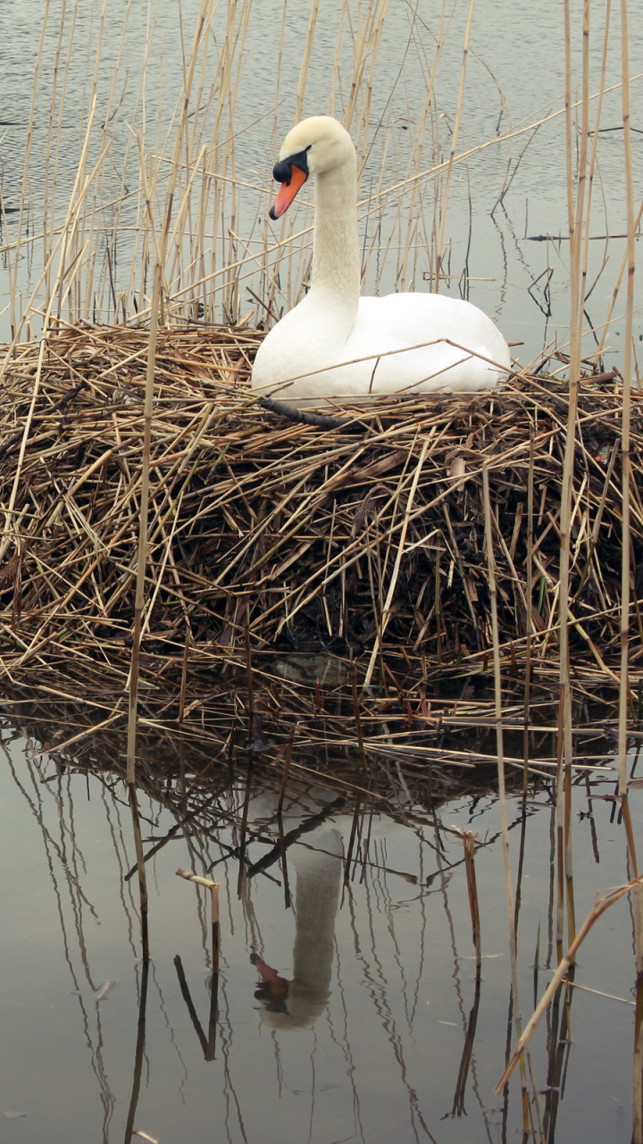 Download mobile wallpaper Birds, Bird, Animal, Swan, Nest, Mute Swan for free.
