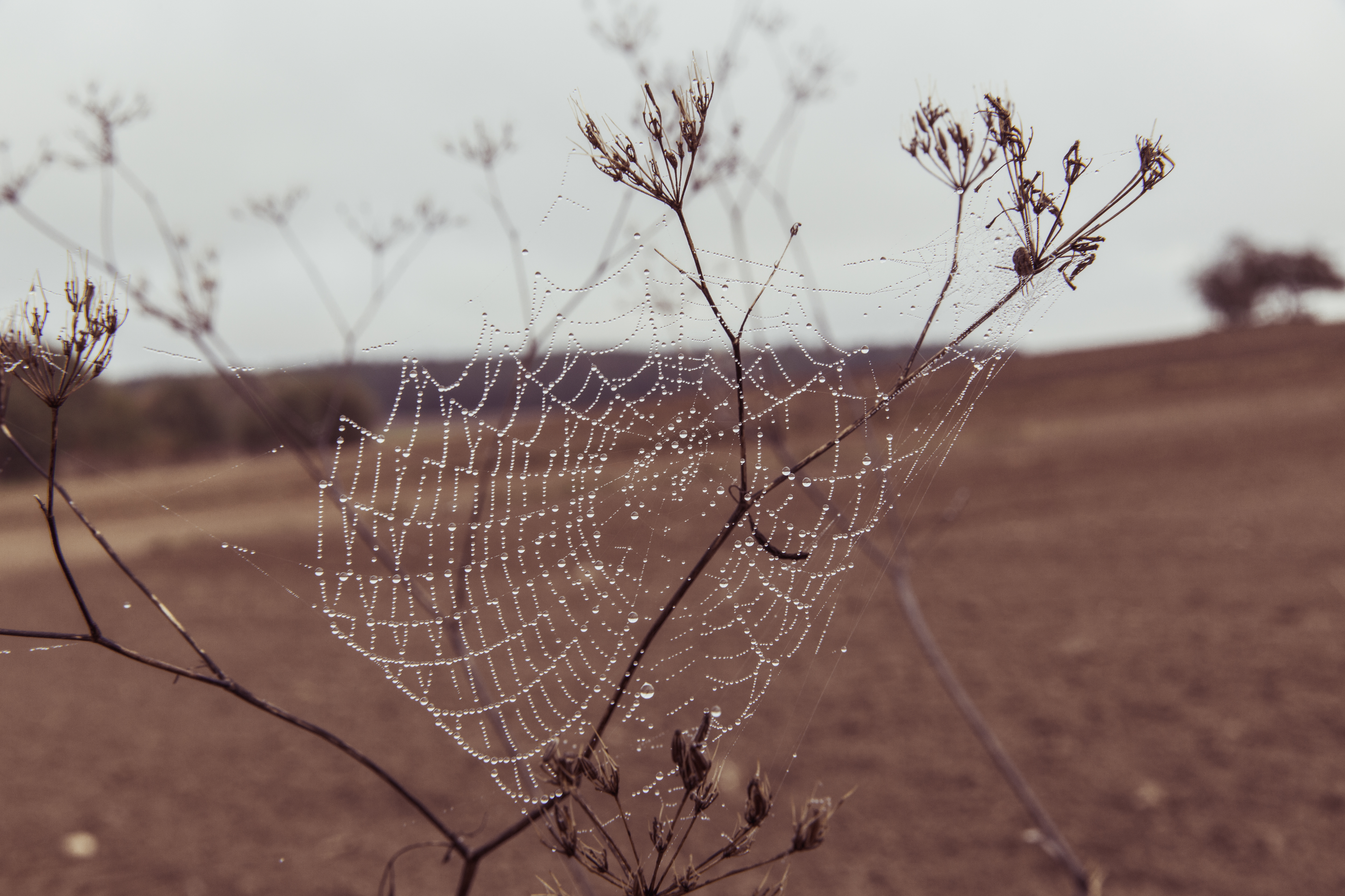 Download mobile wallpaper Nature, Photography, Water Drop, Spider Web for free.