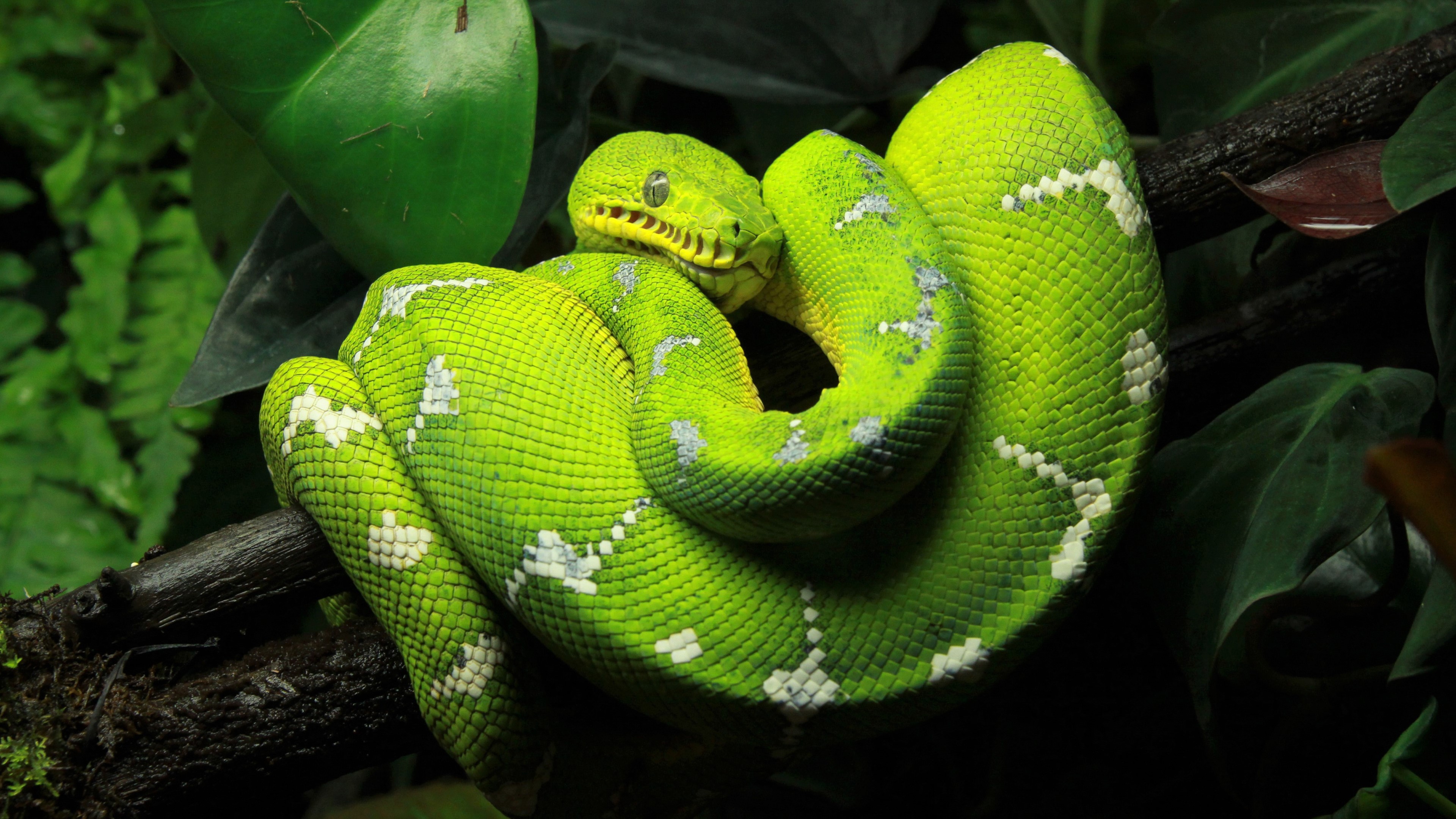 423394 завантажити картинку тварина, python, зелений, змія, дерево python, рептилії - шпалери і заставки безкоштовно