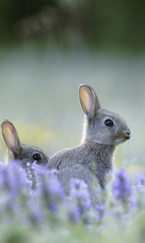 Download mobile wallpaper Animal, Rabbit, Baby Animal for free.