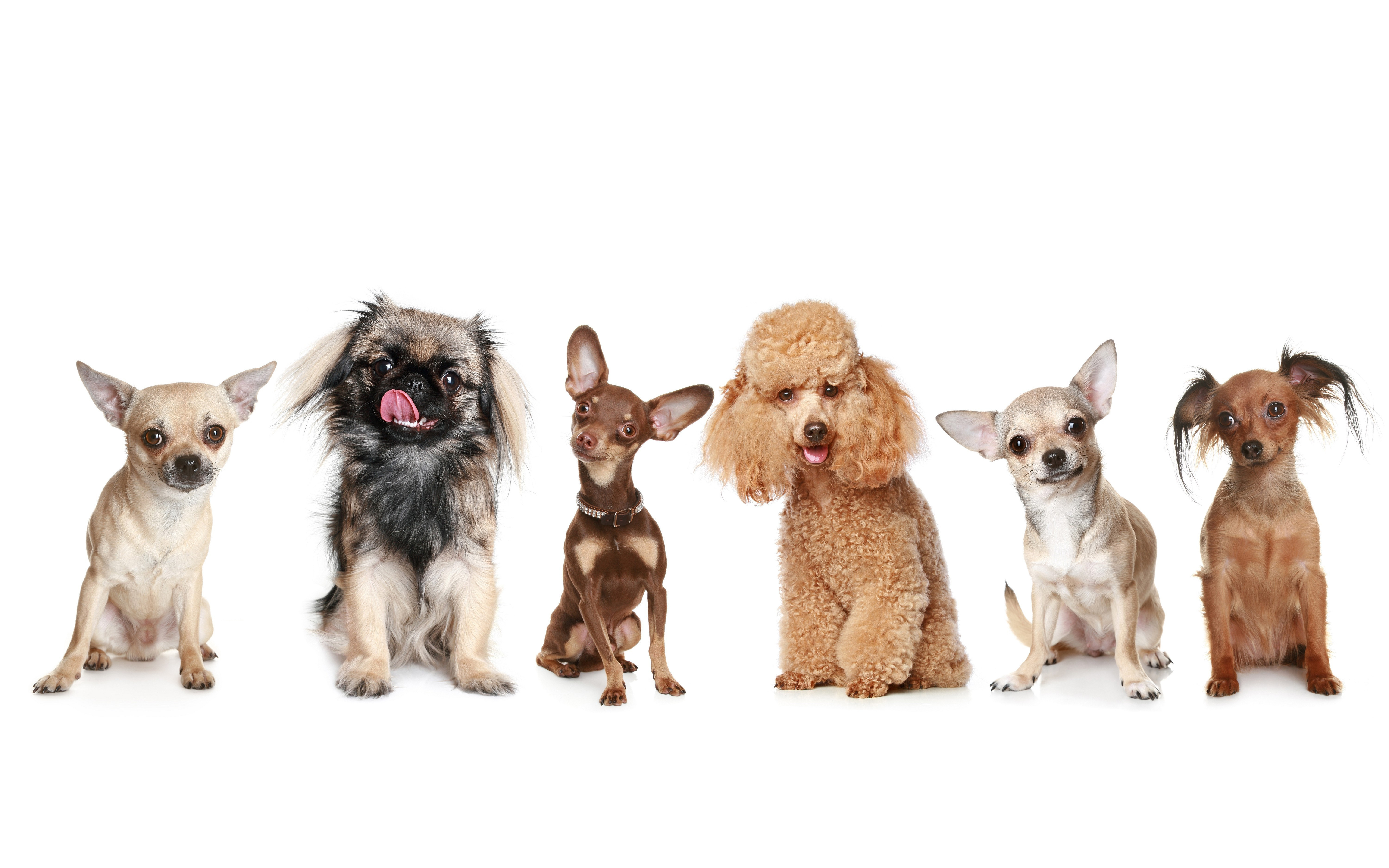 PCデスクトップに動物, 犬画像を無料でダウンロード