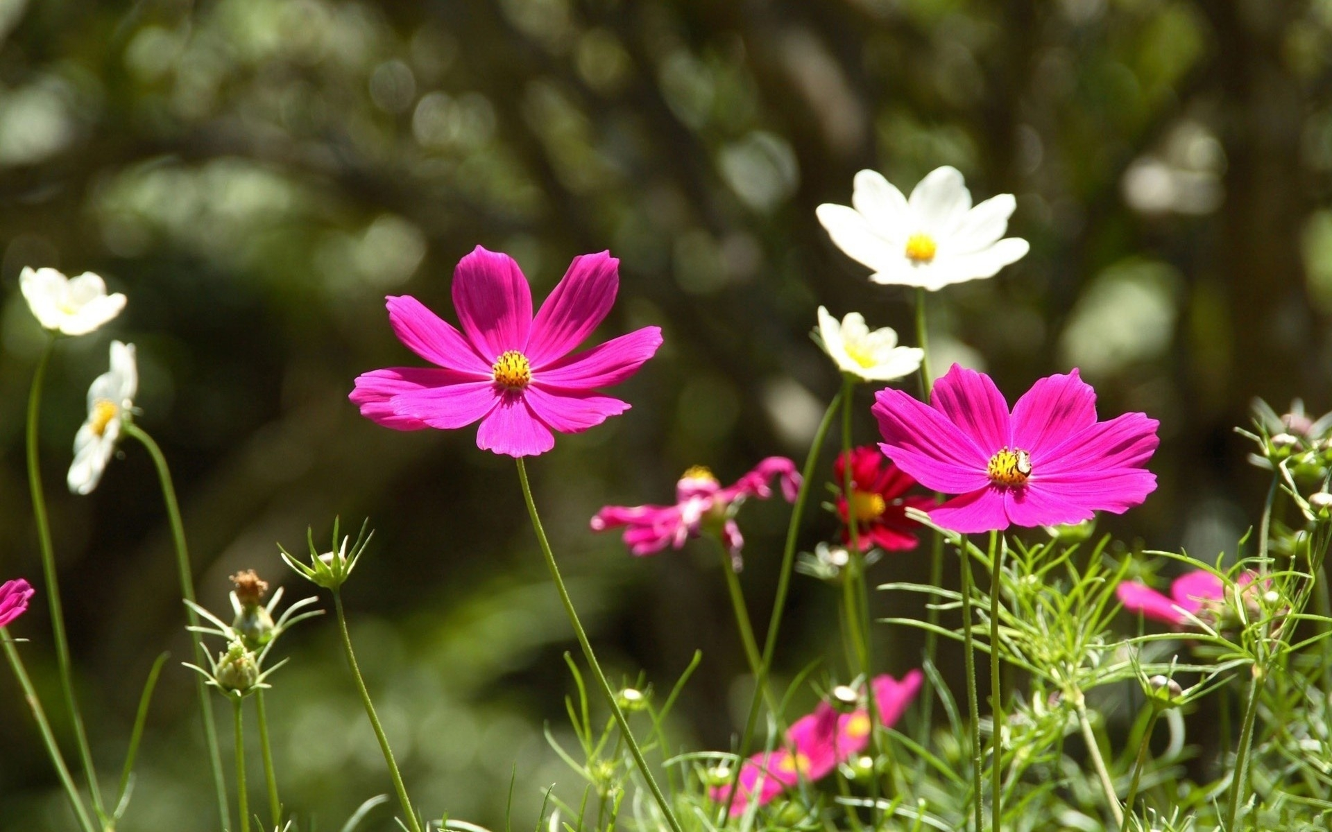 Laden Sie das Blumen, Blume, Erde/natur-Bild kostenlos auf Ihren PC-Desktop herunter