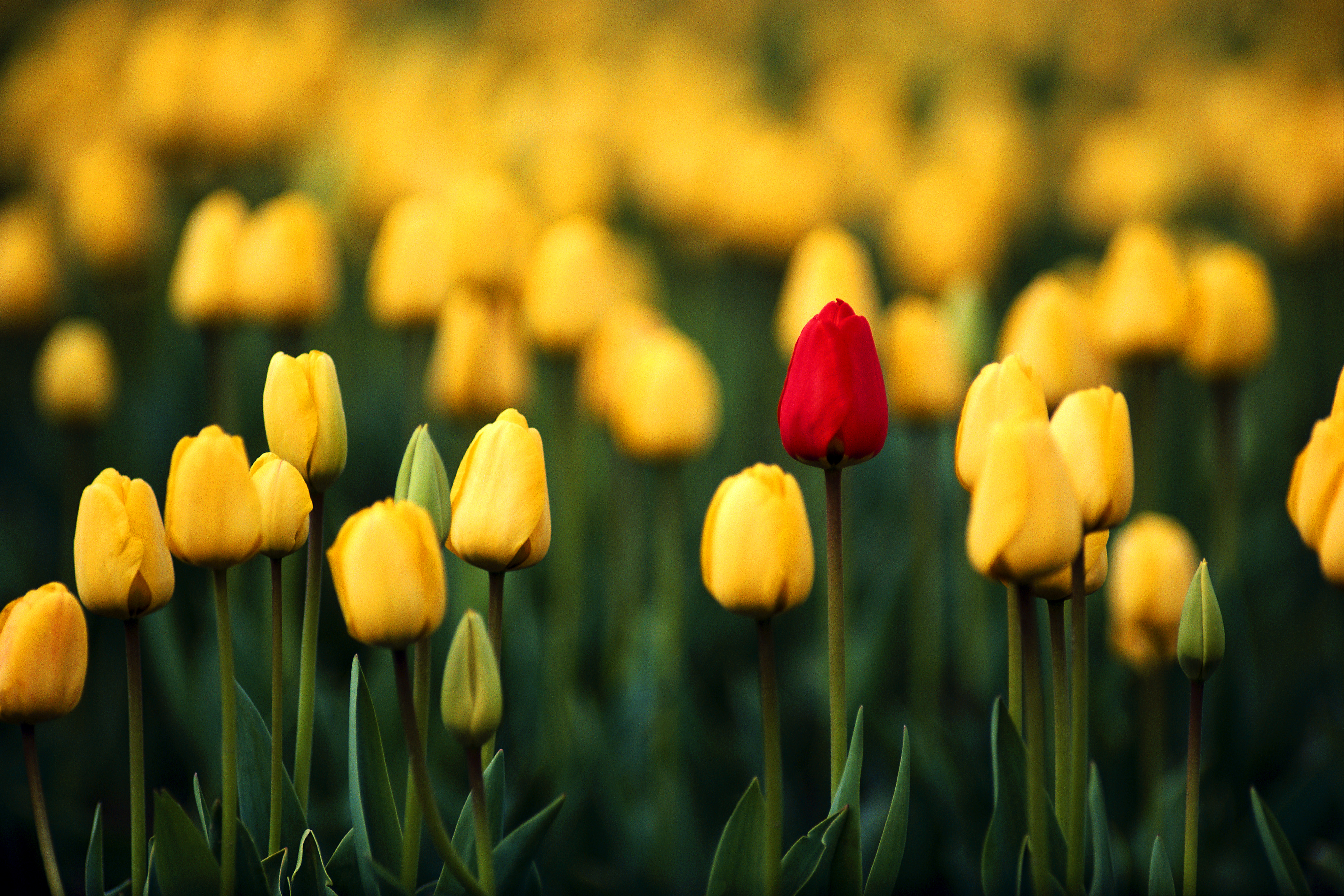 Download mobile wallpaper Flowers, Flower, Earth, Tulip for free.