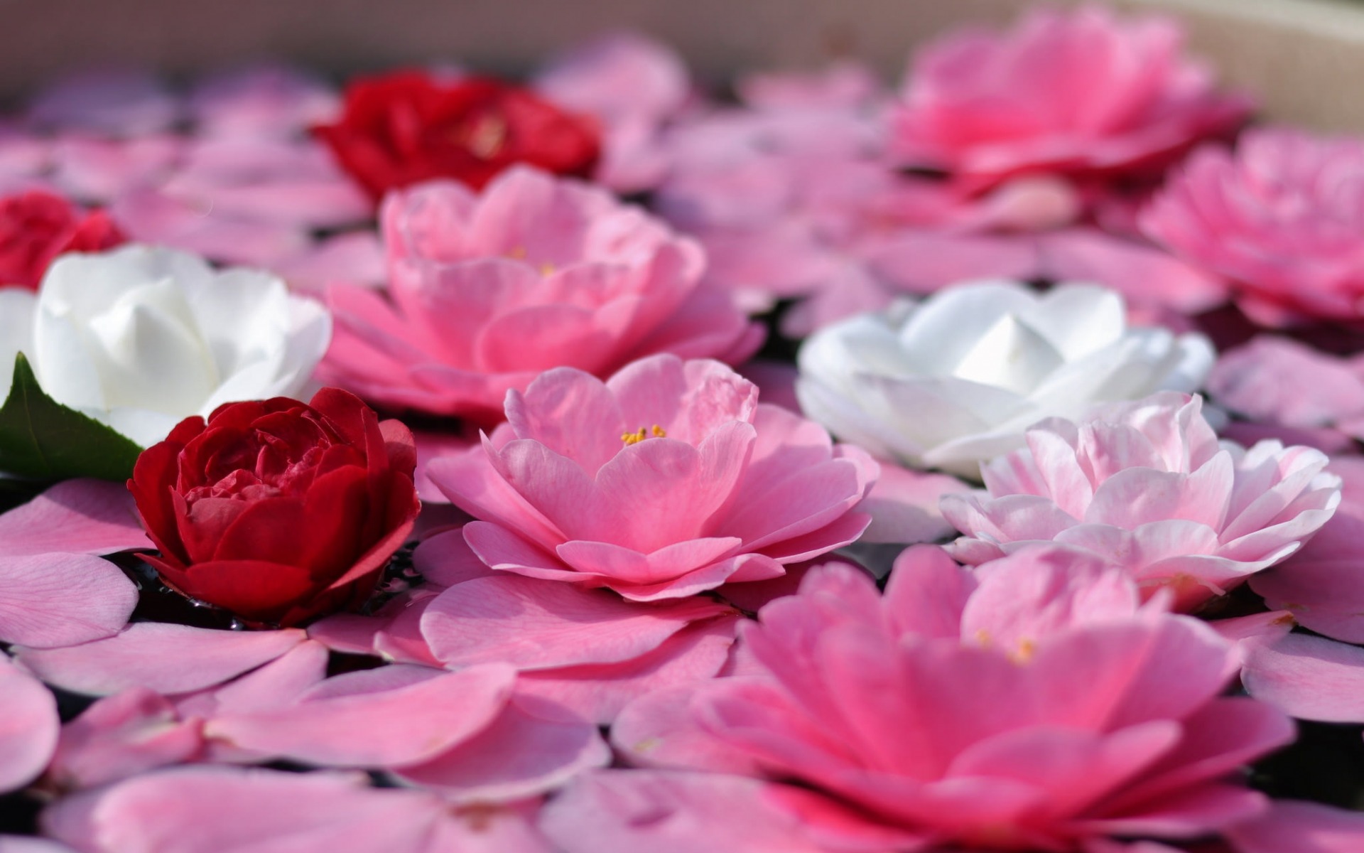 Download mobile wallpaper Flowers, Water, Flower, Earth, Petal, Camellia for free.