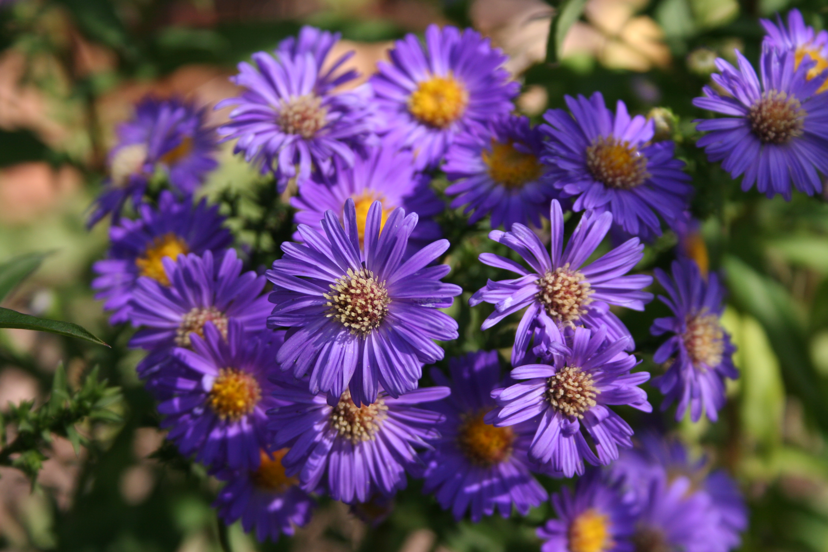 Laden Sie das Natur, Blumen, Blume, Verwischen, Gänseblümchen, Lila Blume, Erde/natur-Bild kostenlos auf Ihren PC-Desktop herunter