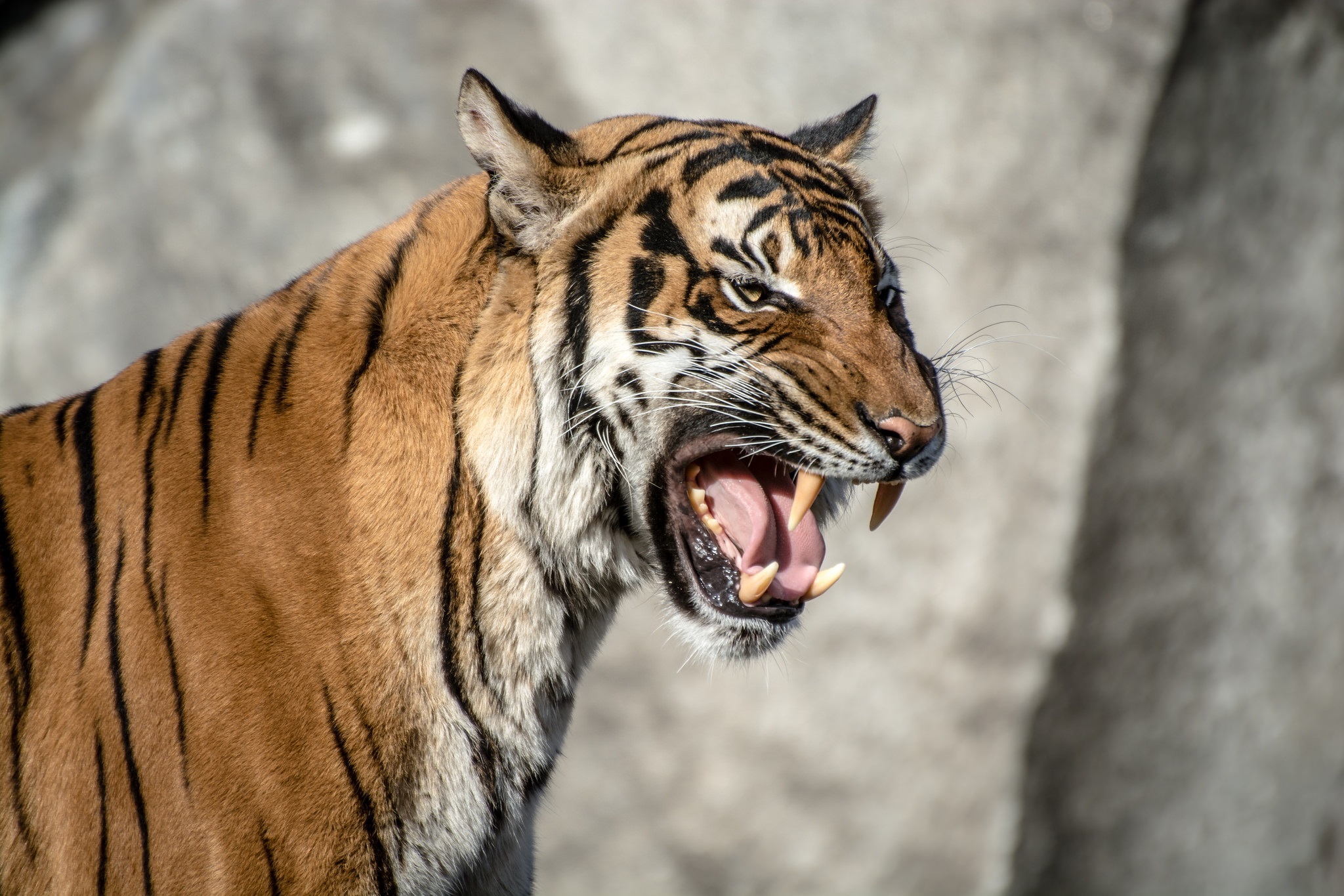 Descarga gratuita de fondo de pantalla para móvil de Animales, Gatos, Tigre.