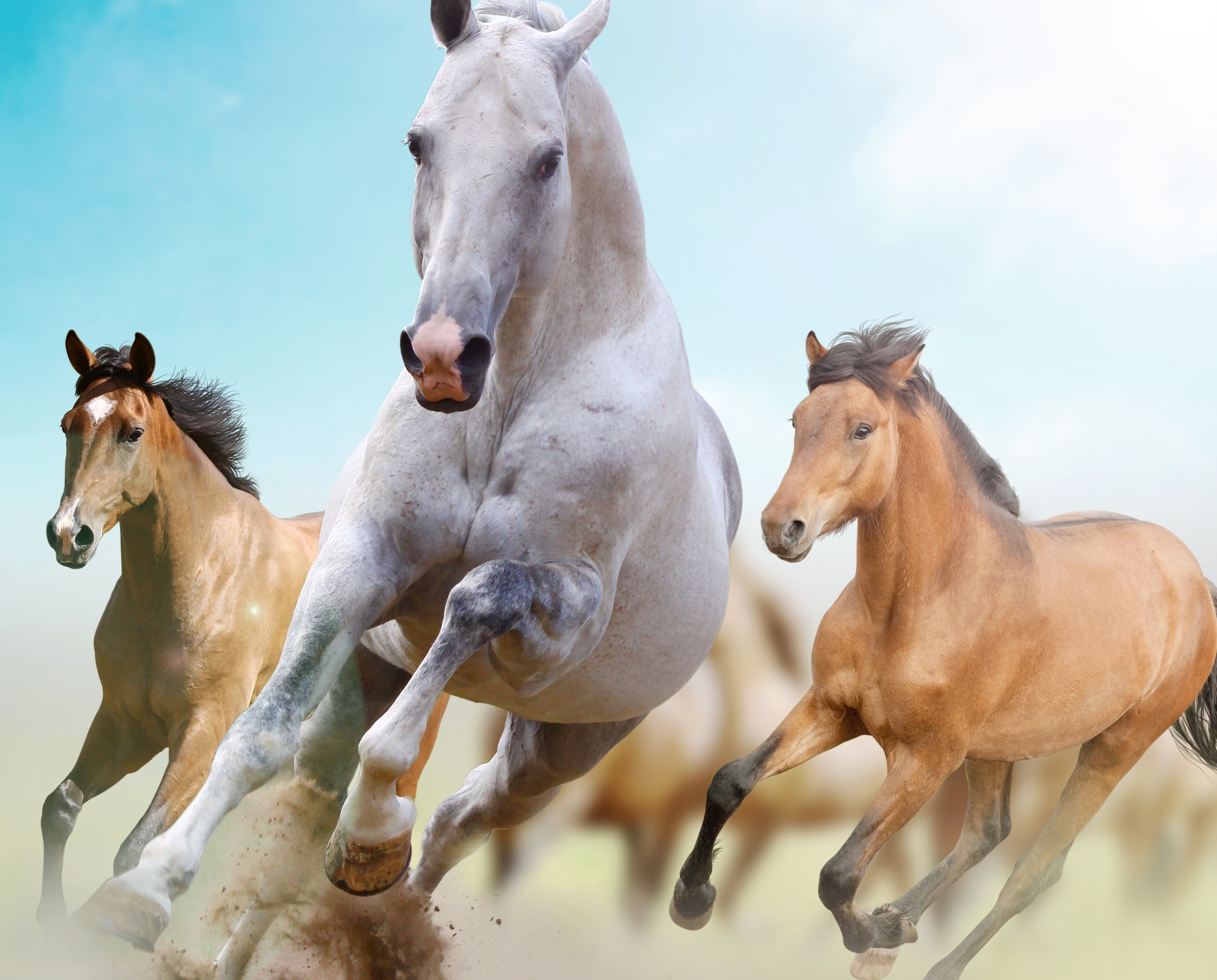 horses, running, animals, freedom, run phone background
