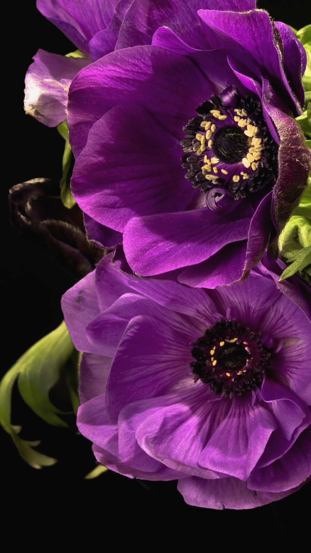 無料モバイル壁紙自然, フラワーズ, 葉, 花, 閉じる, 地球, アネモネ, 紫色の花をダウンロードします。