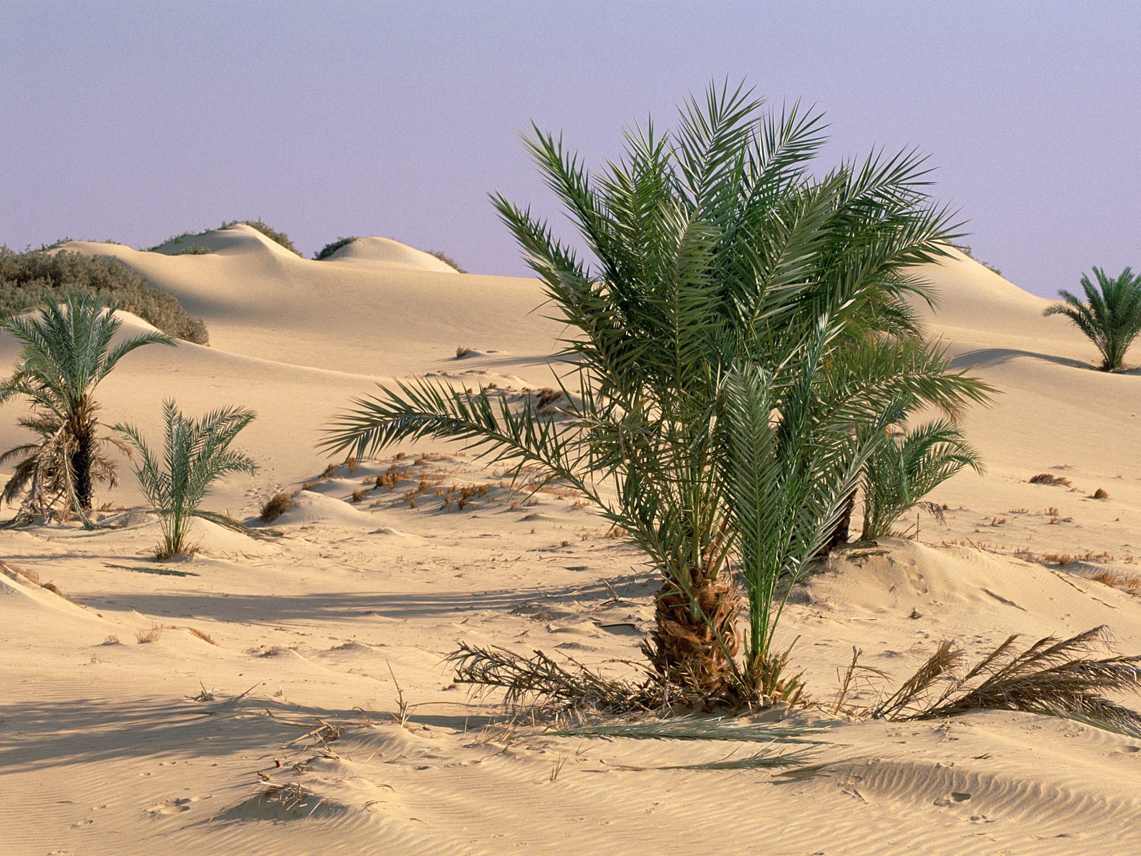 Скачать обои бесплатно Кусты, Песок, Пустыня, Растения картинка на рабочий стол ПК
