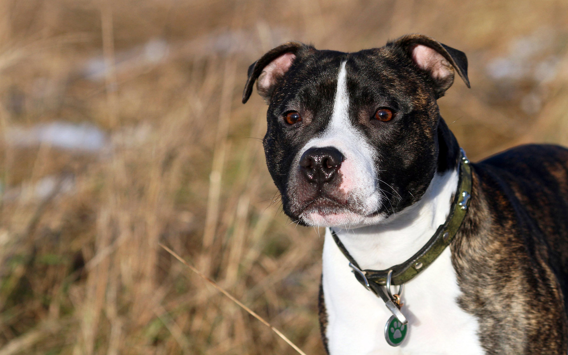 Die besten Staffordshire Bull Terrier-Hintergründe für den Telefonbildschirm