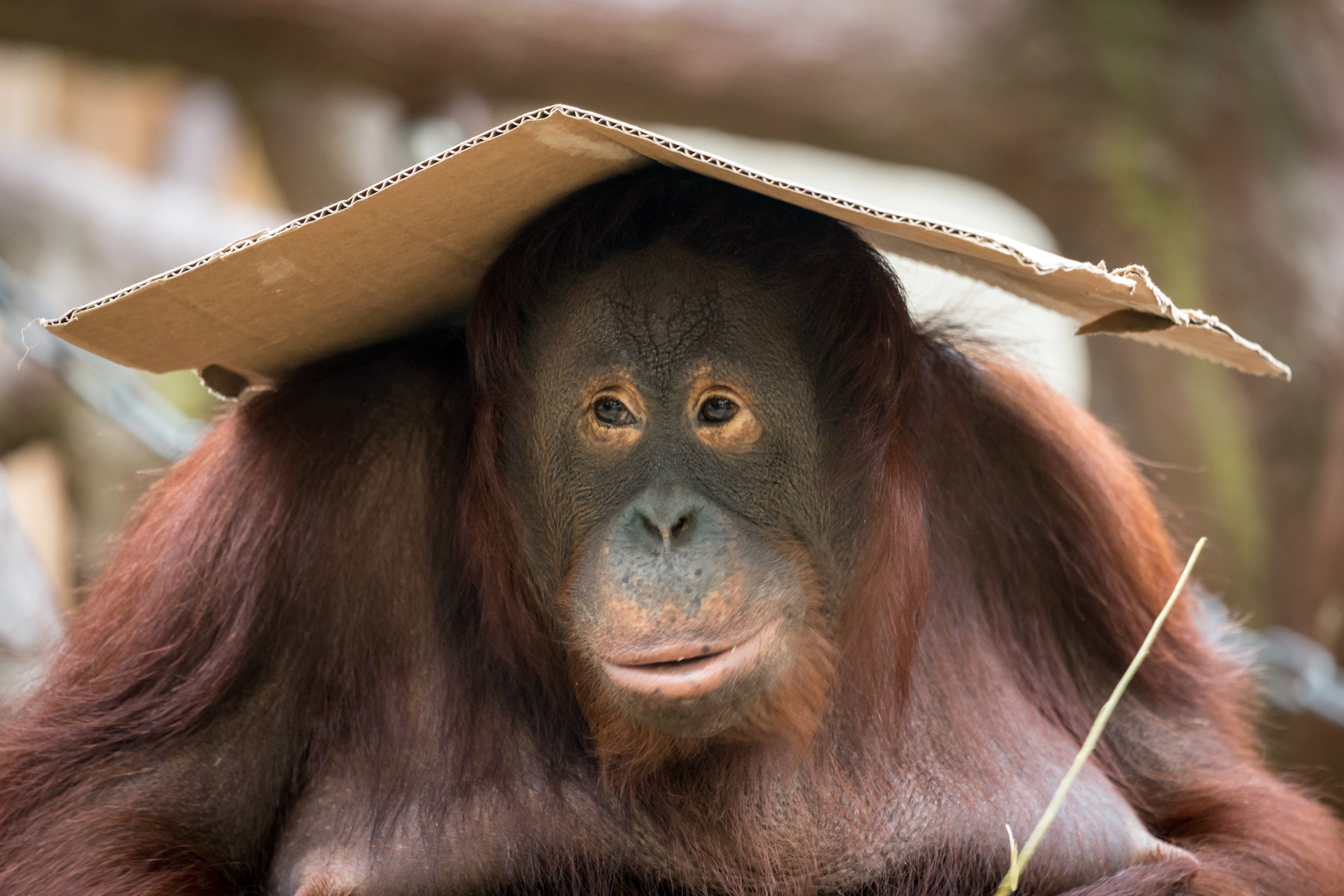 Free download wallpaper Monkeys, Monkey, Animal, Primate, Orangutan on your PC desktop