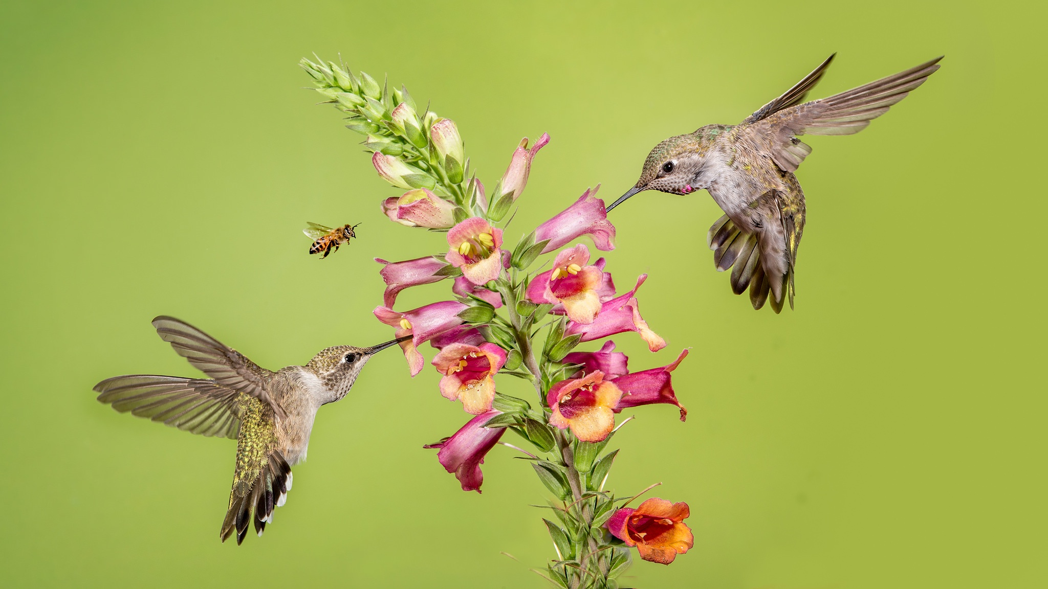 Download mobile wallpaper Birds, Flower, Bird, Animal, Pink Flower, Hummingbird for free.