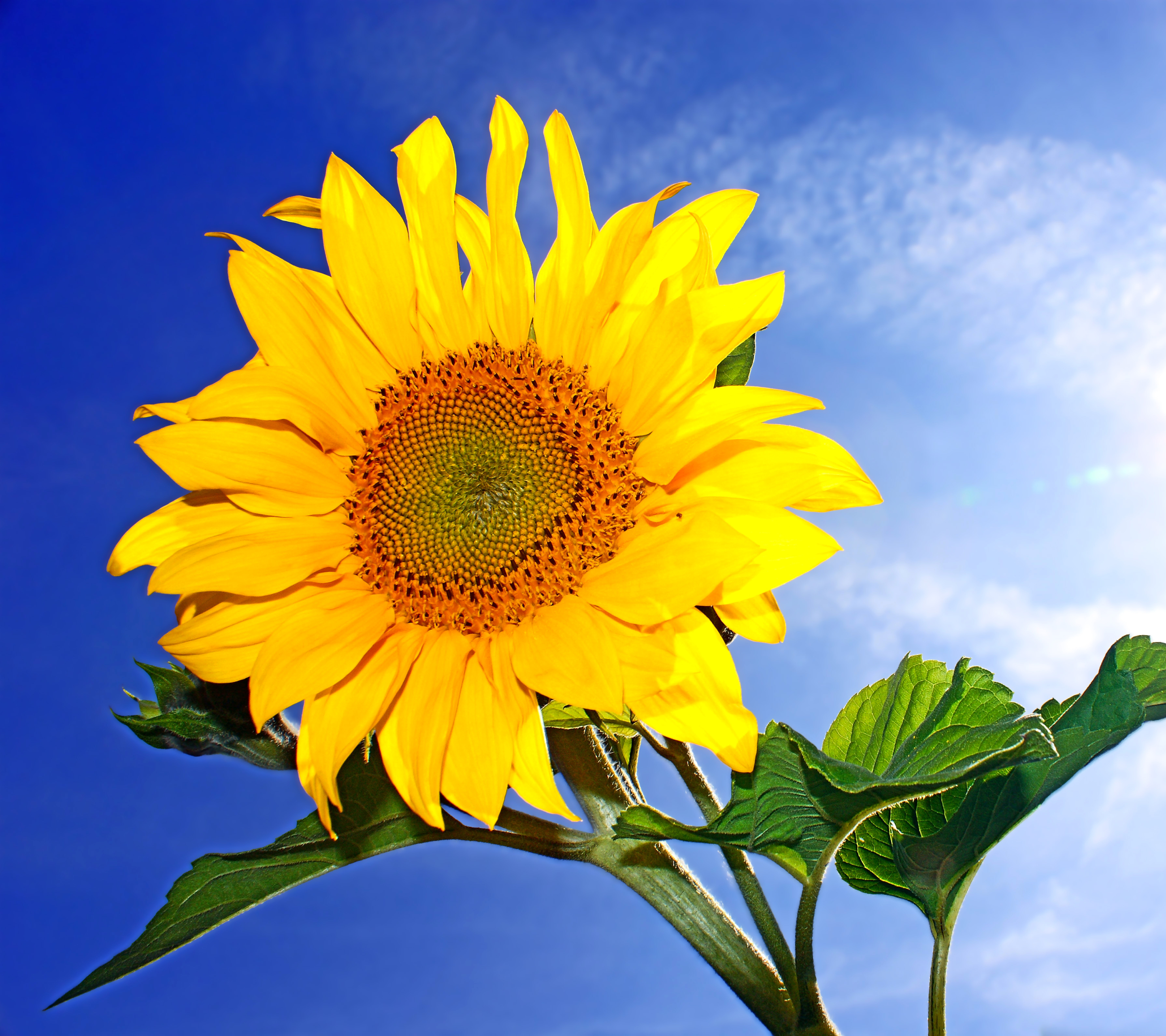 Descarga gratis la imagen Flores, Sol, Verano, Flor, Girasol, Flor Amarilla, Tierra/naturaleza, El Verano en el escritorio de tu PC