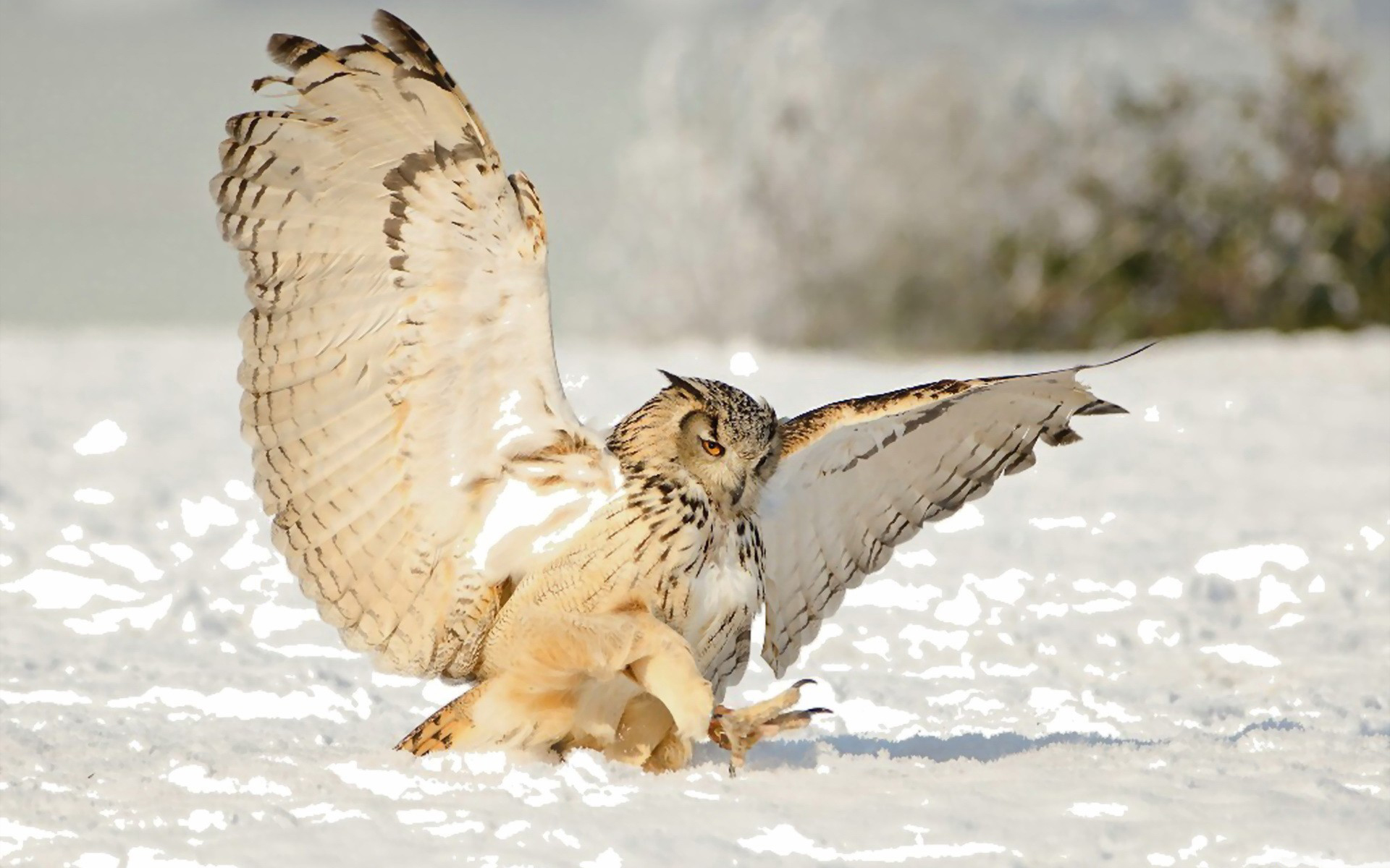 Téléchargez gratuitement l'image Hibou, Des Oiseaux, Animaux sur le bureau de votre PC