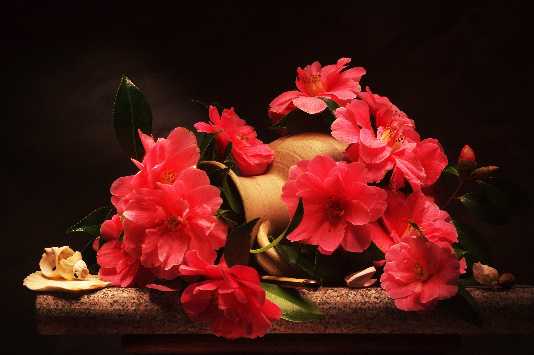Laden Sie das Blume, Krug, Muschel, Fotografie, Kamelie, Stillleben-Bild kostenlos auf Ihren PC-Desktop herunter