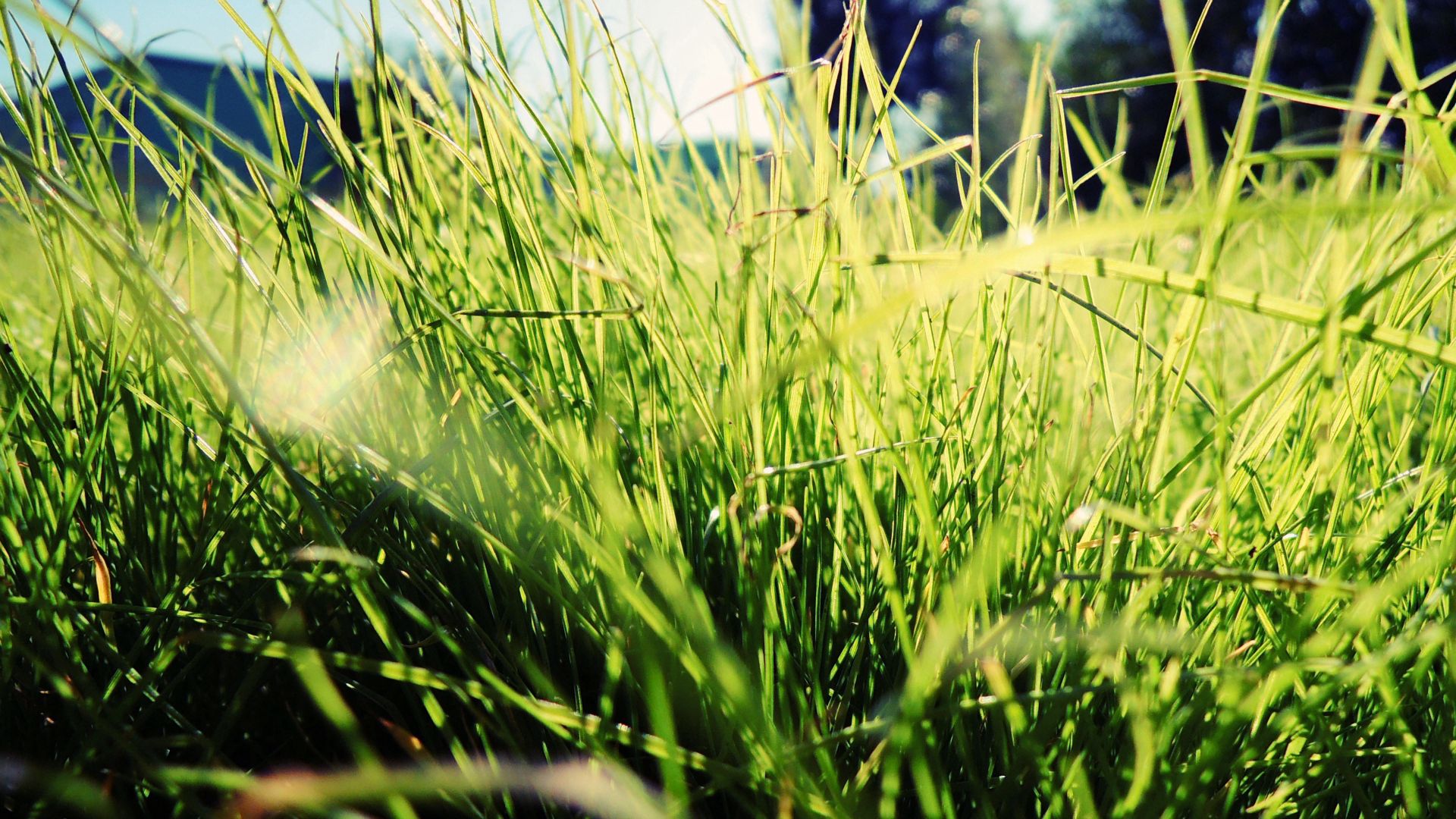 PCデスクトップに草, 大きい, 明るい, マクロ, 日光画像を無料でダウンロード