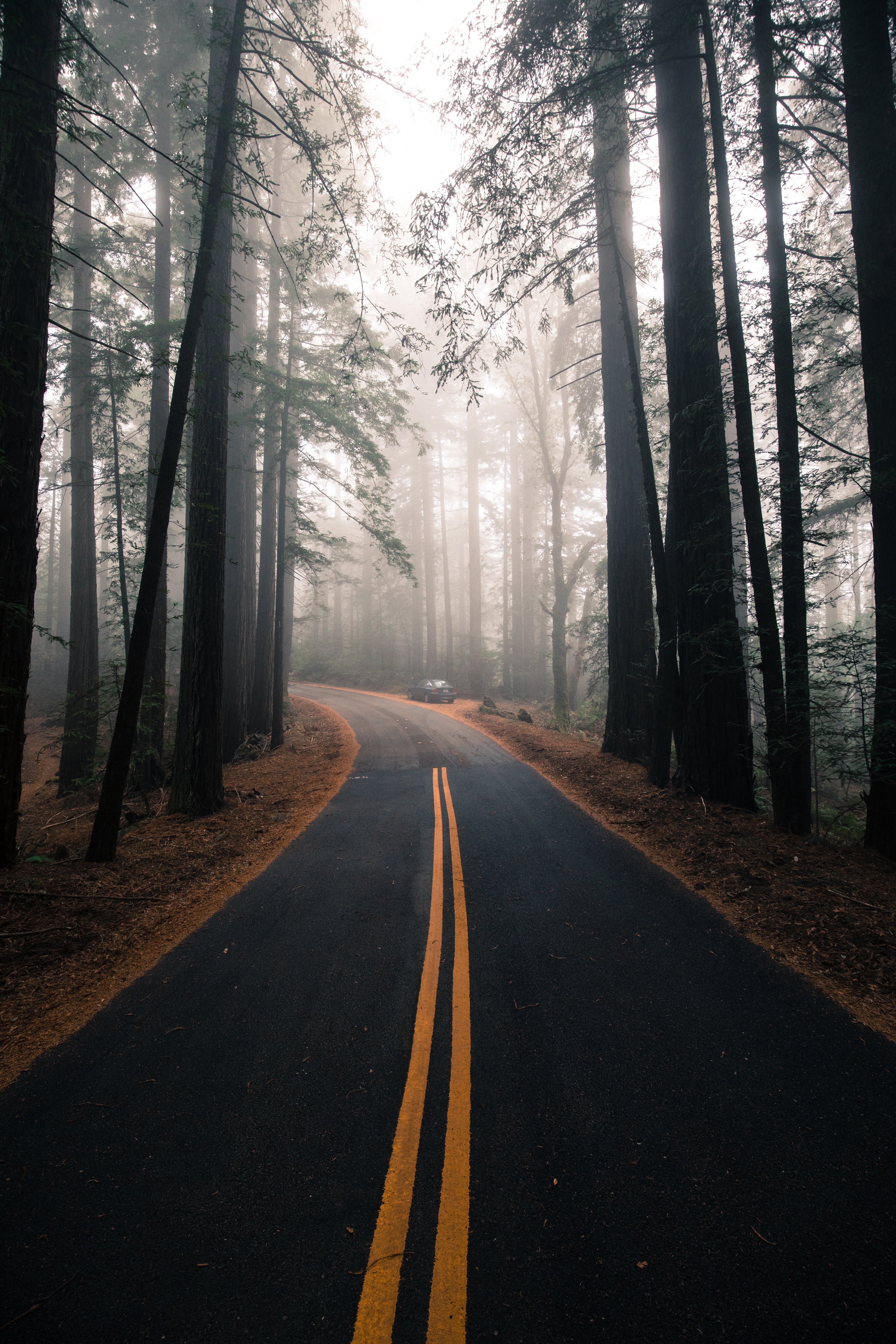 nature, trees, road, markup, forest, fog