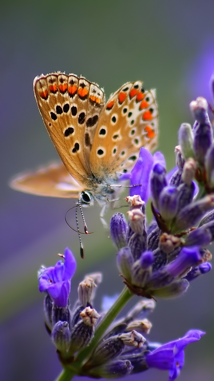 Descarga gratuita de fondo de pantalla para móvil de Animales, Mariposa.