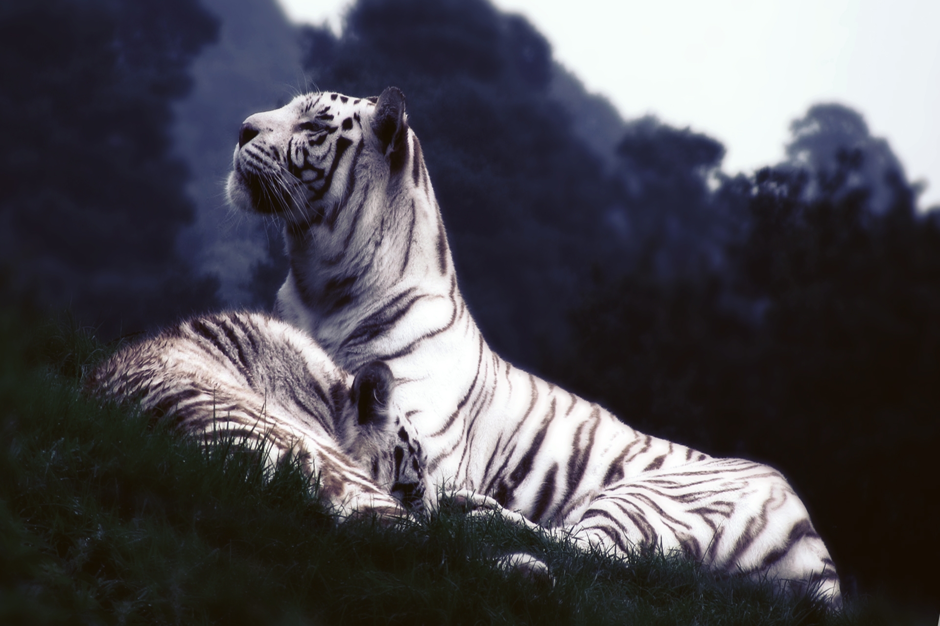 119783 завантажити картинку тварини, трава, тигри, сон, мріяти - шпалери і заставки безкоштовно
