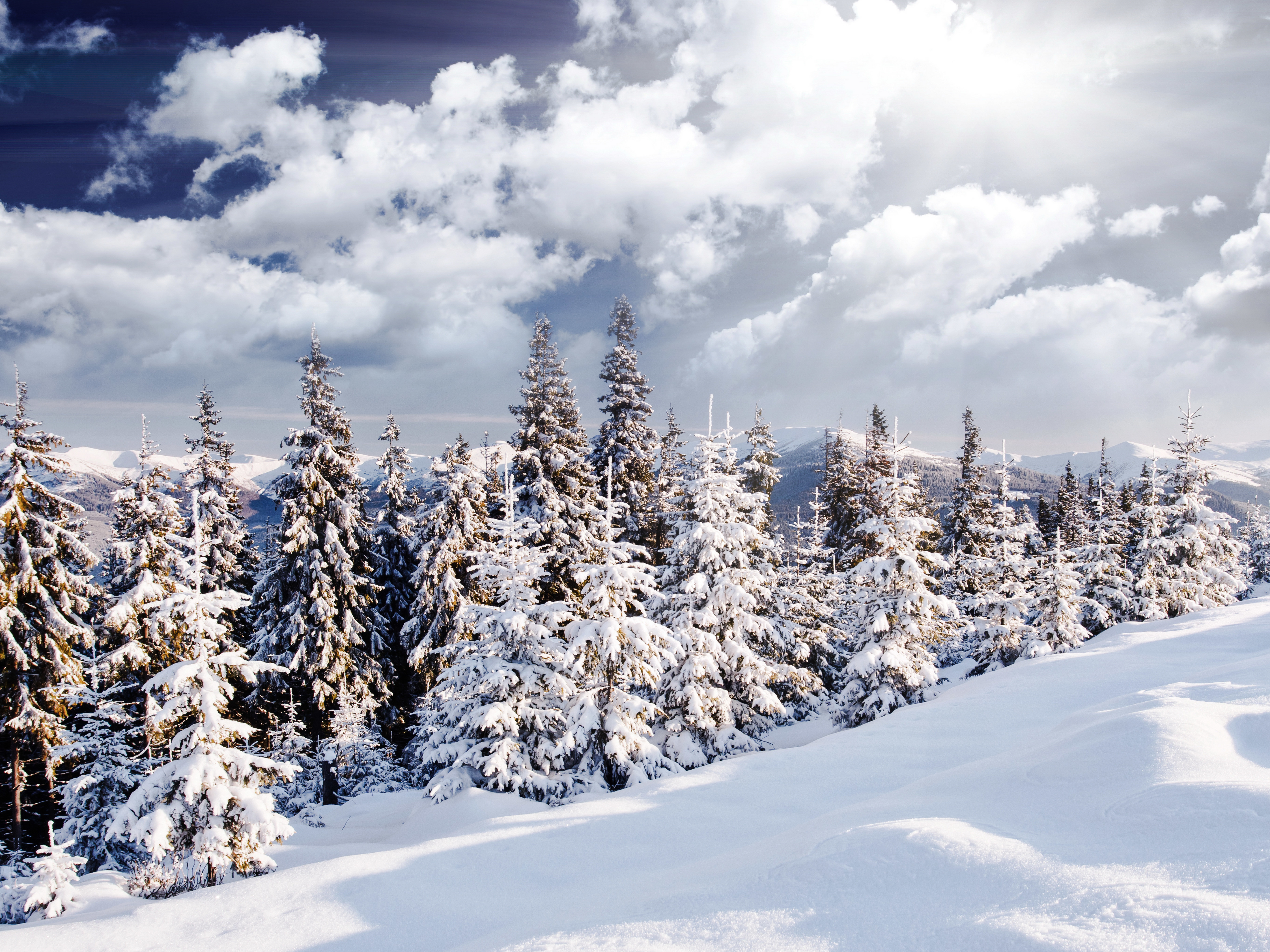 Скачати мобільні шпалери Зима, Природа, Небо, Сніг, Ліс, Земля безкоштовно.