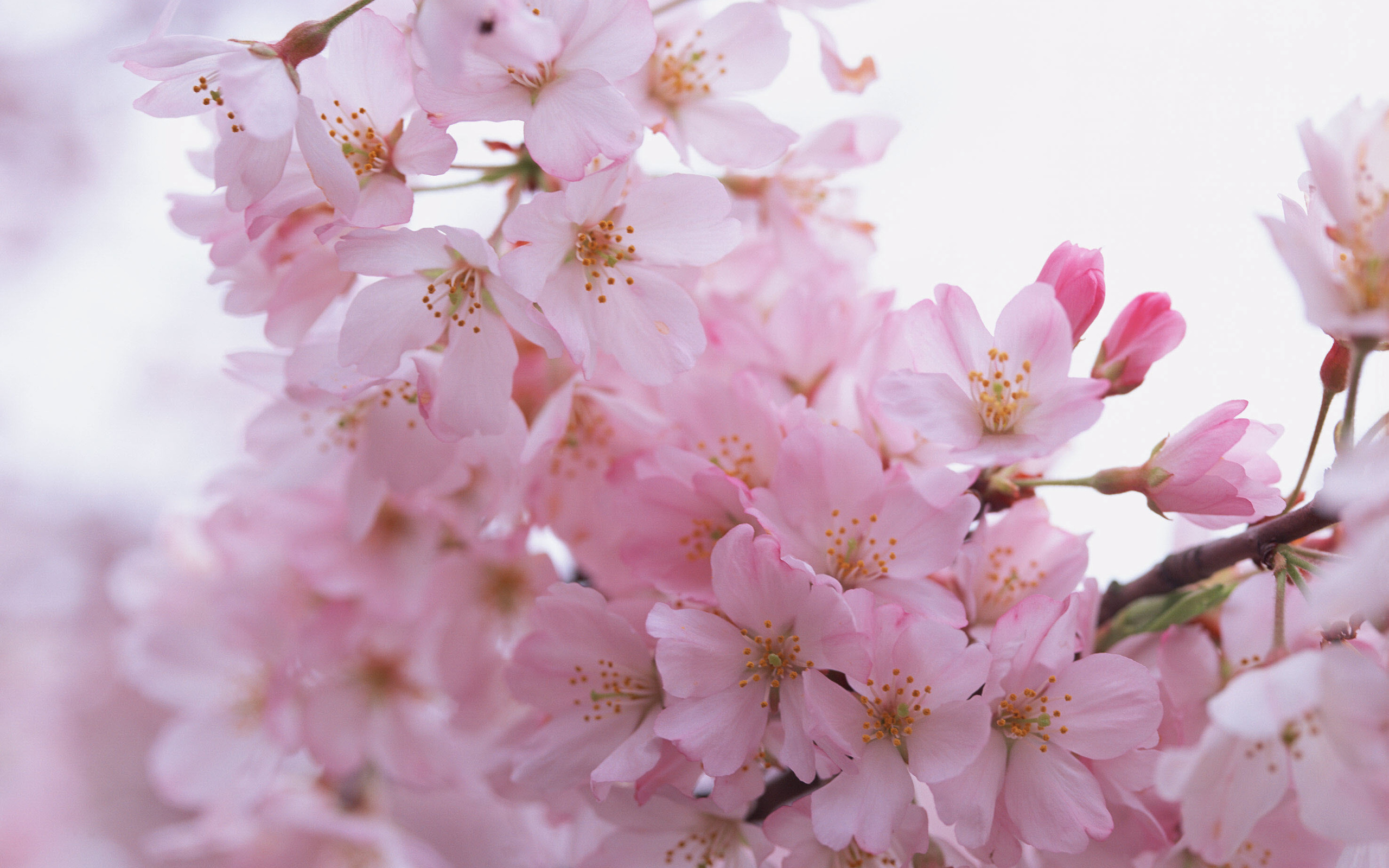 Download mobile wallpaper Pink Flower, Blossom, Flowers, Flower, Earth for free.