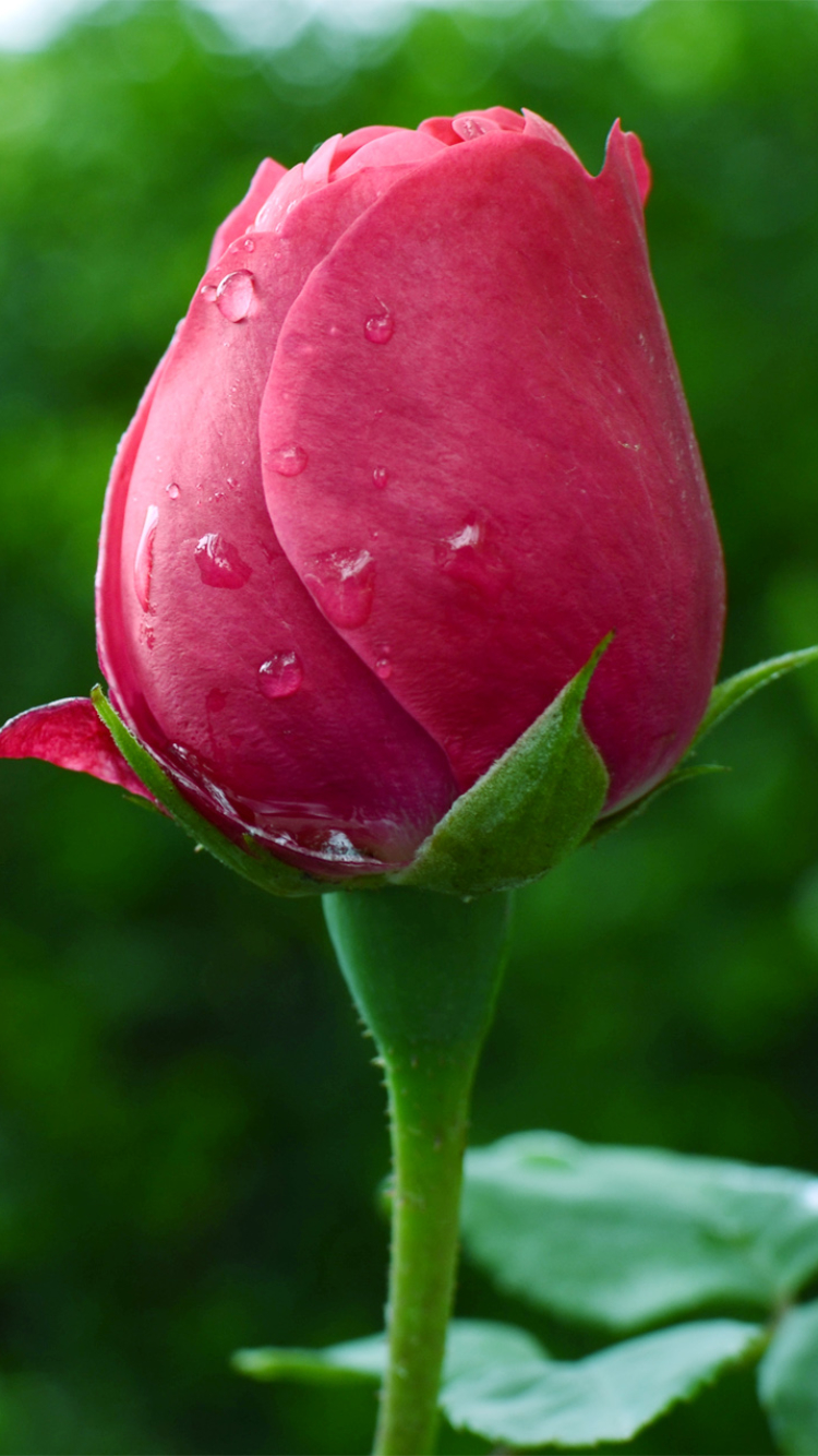 1121100 Bildschirmschoner und Hintergrundbilder Blumen auf Ihrem Telefon. Laden Sie  Bilder kostenlos herunter