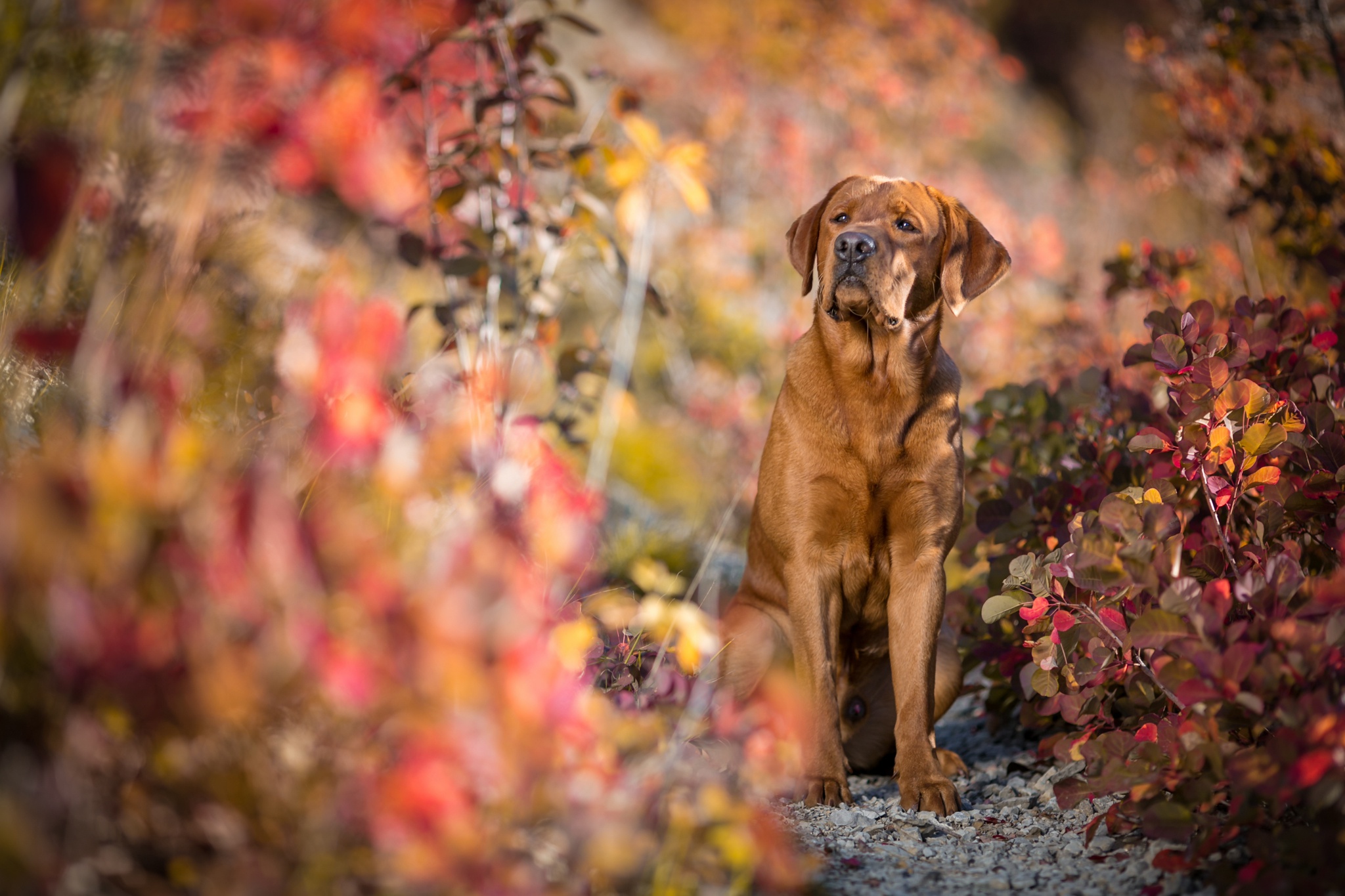 Descarga gratuita de fondo de pantalla para móvil de Animales, Perros, Otoño, Perro, Labrador Retriever.