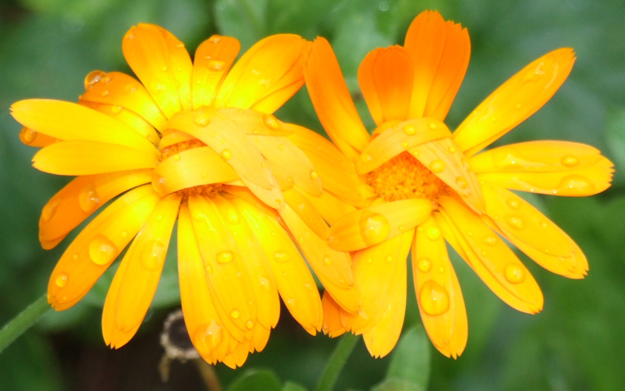 Téléchargez gratuitement l'image Fleur, Terre/nature sur le bureau de votre PC