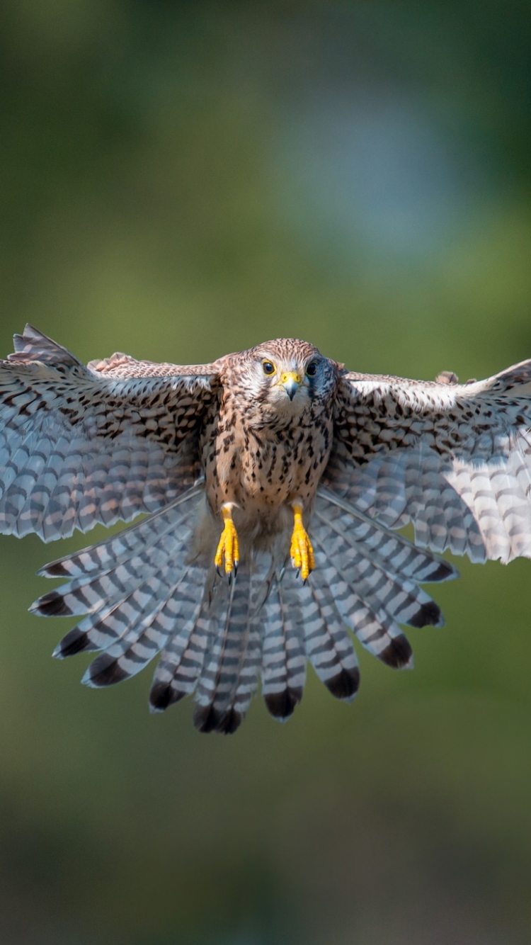 Download mobile wallpaper Birds, Bird, Flight, Animal, Hawk, Kestrel for free.