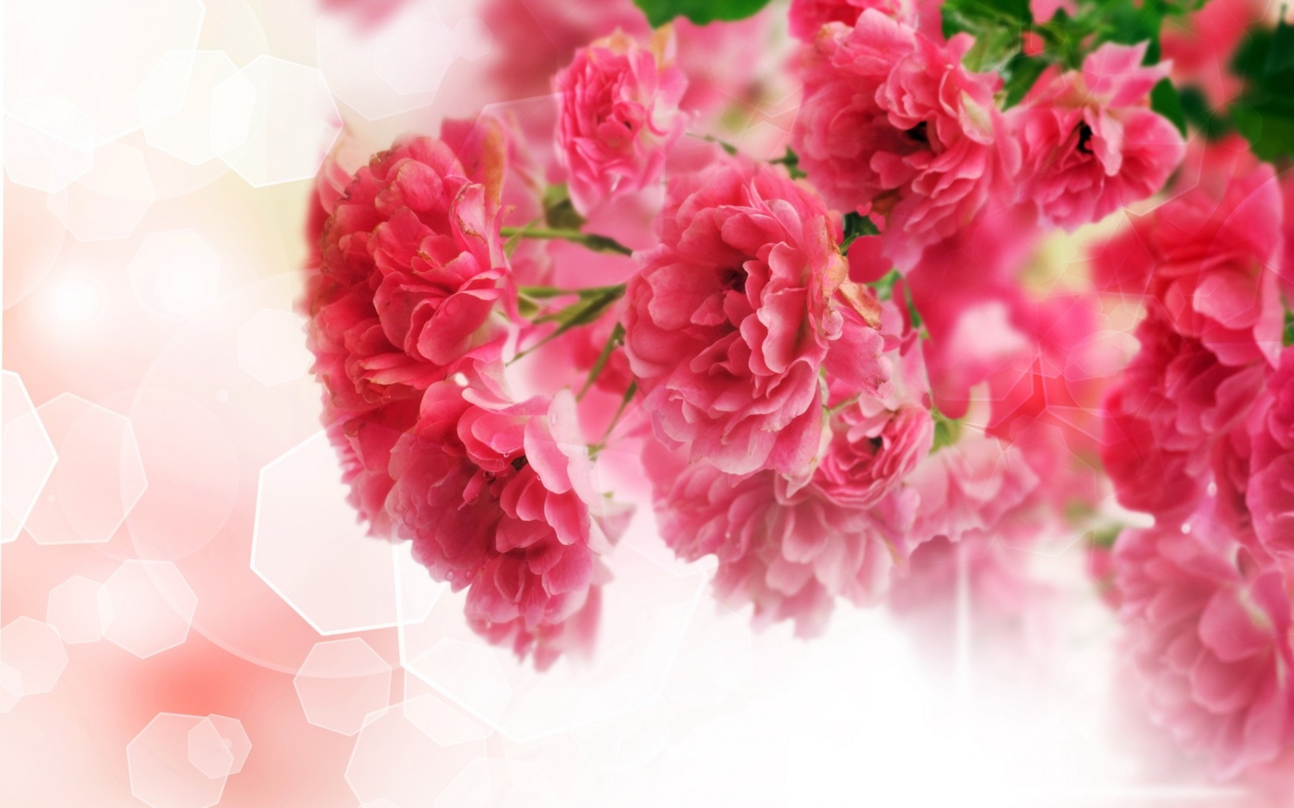 Download mobile wallpaper Red Flower, Pink Flower, Flowers, Flower, Earth for free.