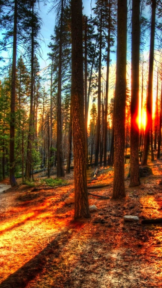 Téléchargez des papiers peints mobile Forêt, Arbre, Terre/nature gratuitement.