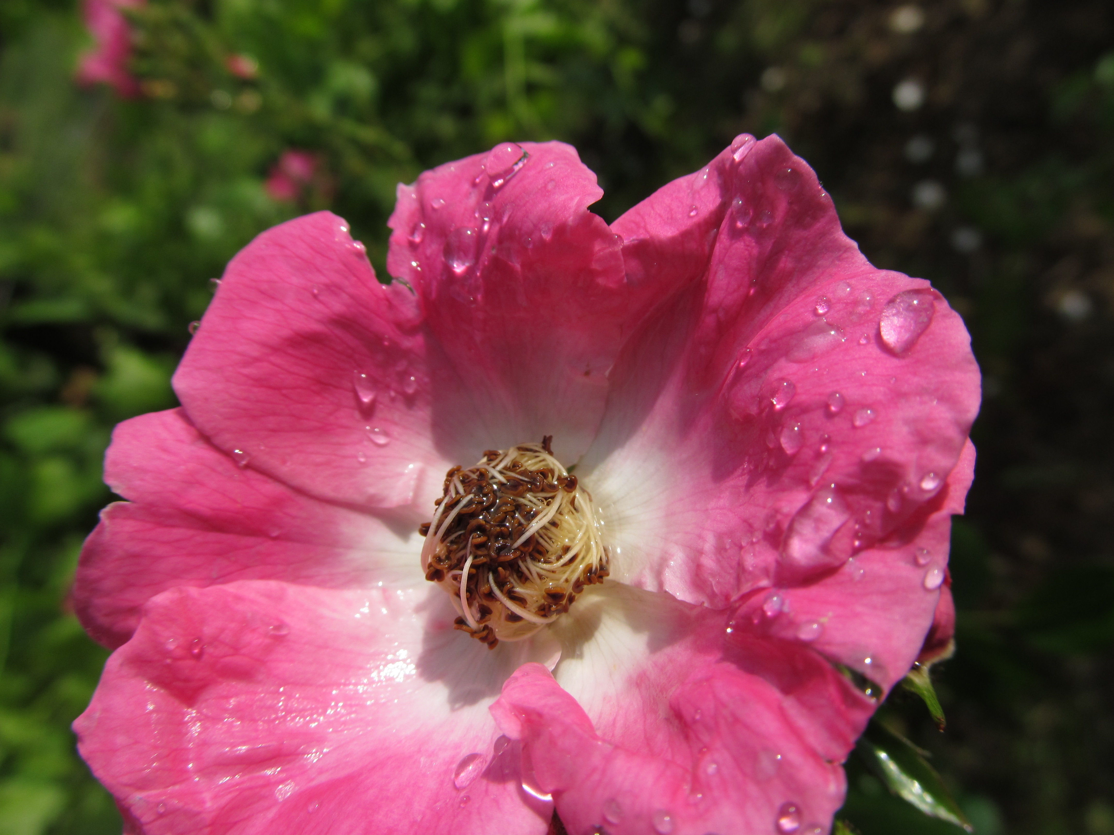 Baixe gratuitamente a imagem Flores, Rosa, Flor, Terra/natureza na área de trabalho do seu PC