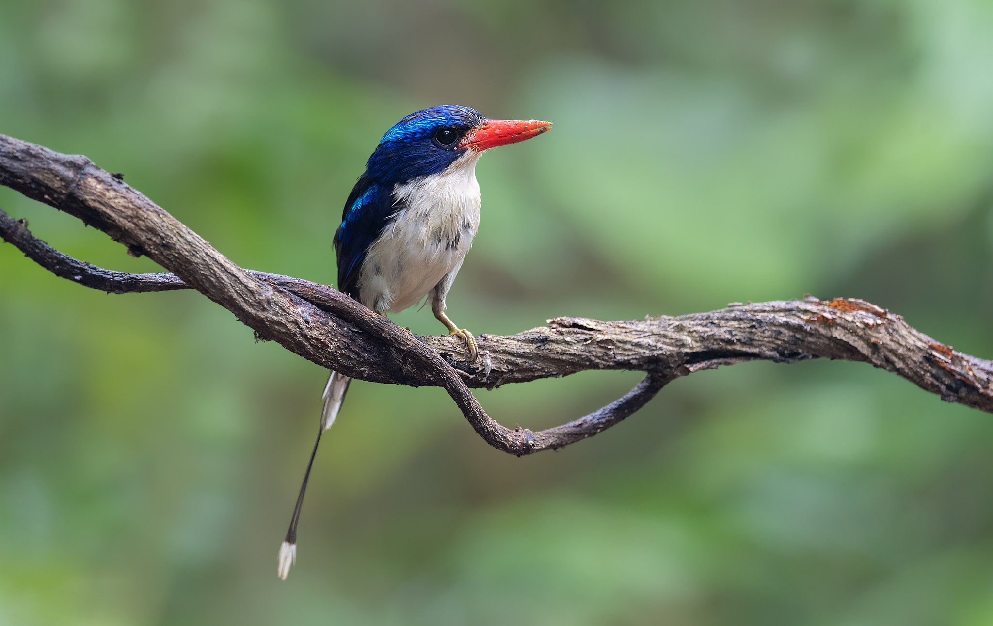 Die besten Gemeiner Paradies Eisvogel-Hintergründe für den Telefonbildschirm