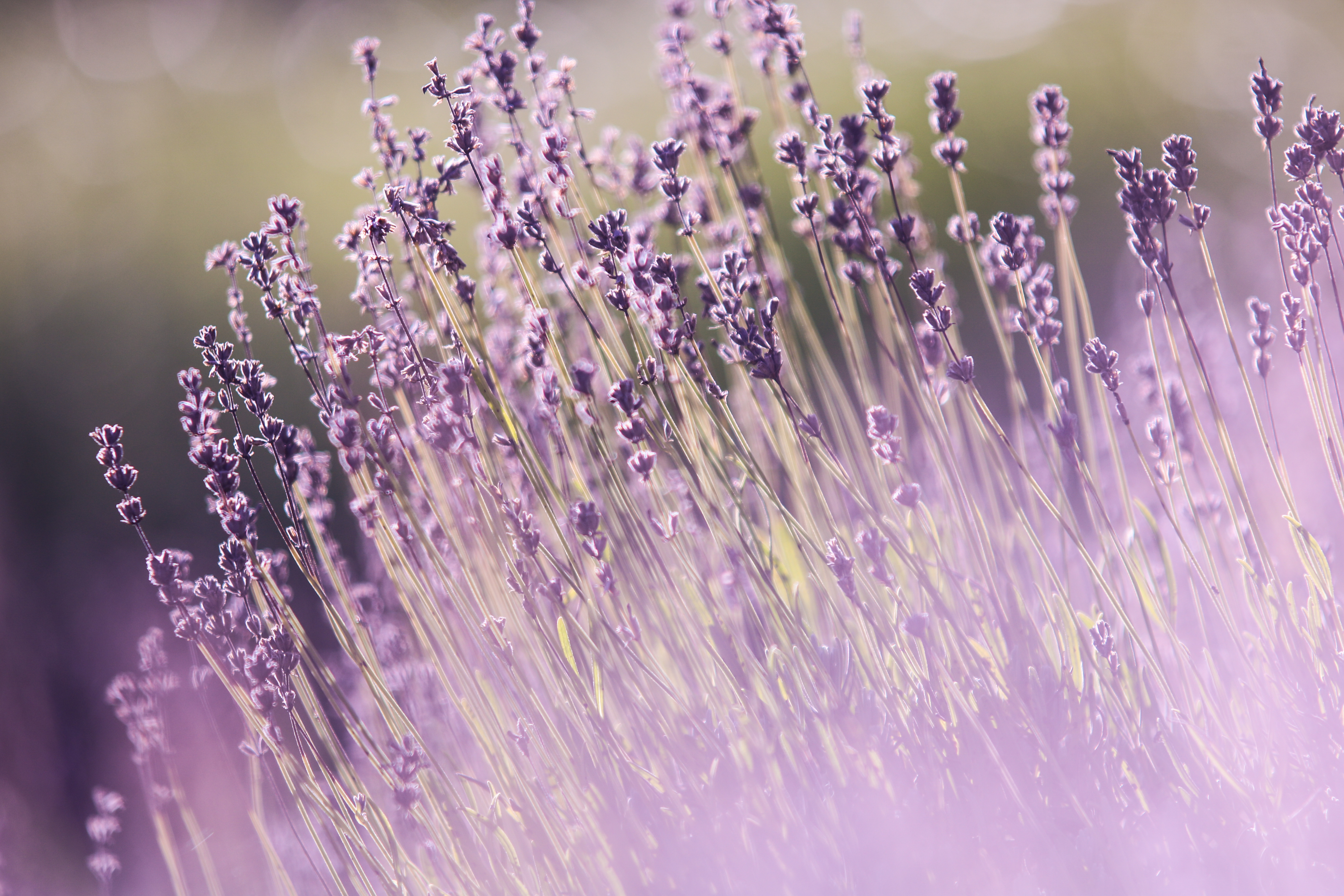Download mobile wallpaper Nature, Flowers, Flower, Earth, Lavender, Purple Flower for free.