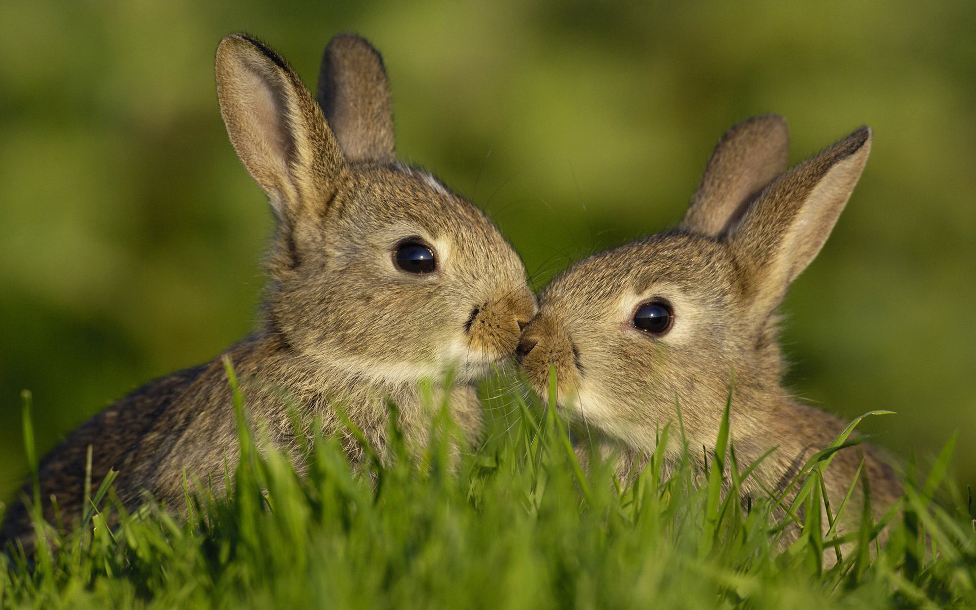 Скачати мобільні шпалери Тварини, Кролики безкоштовно.