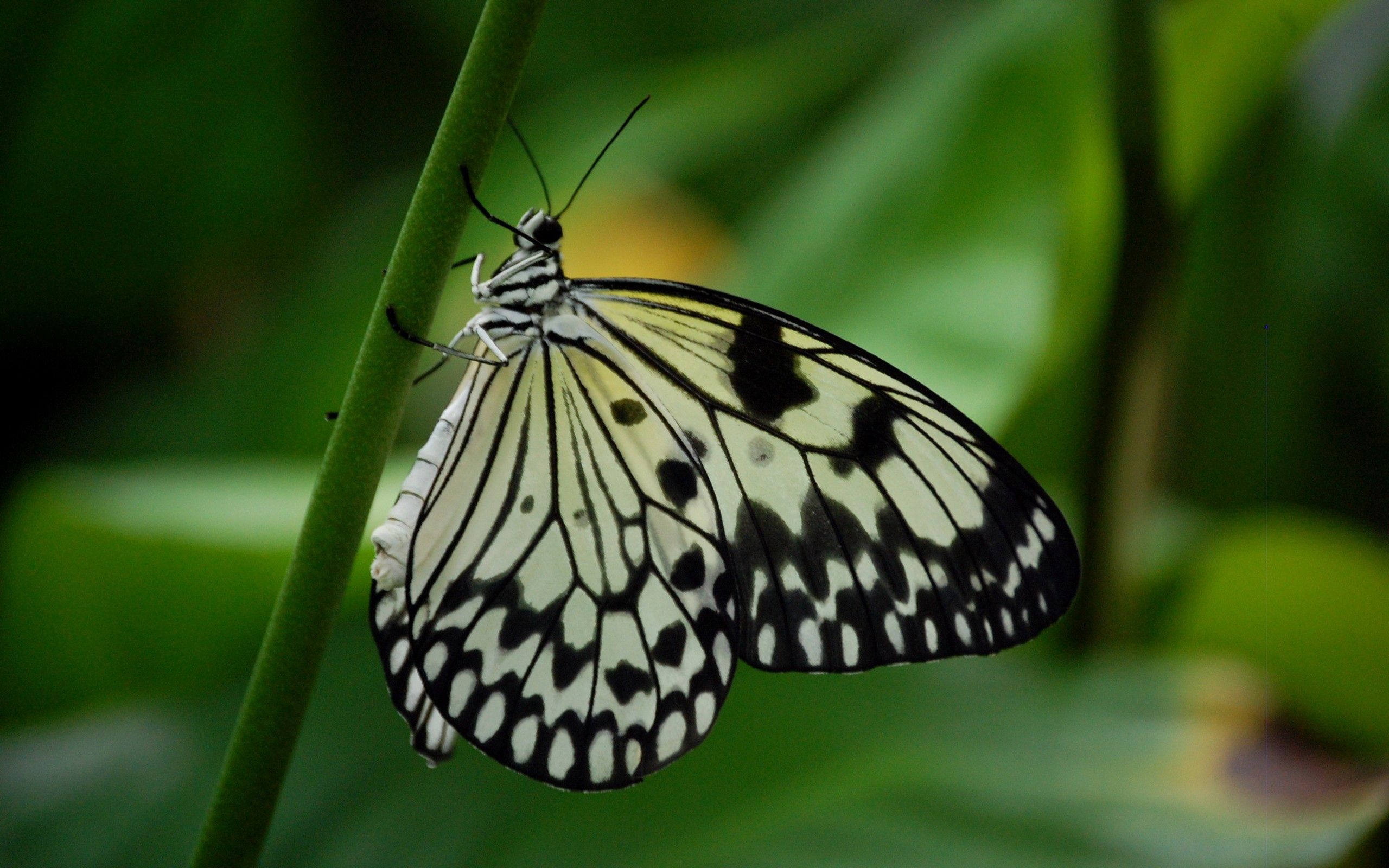 Laden Sie das Makro, Flügel, Flecken, Schmetterling, Spots-Bild kostenlos auf Ihren PC-Desktop herunter