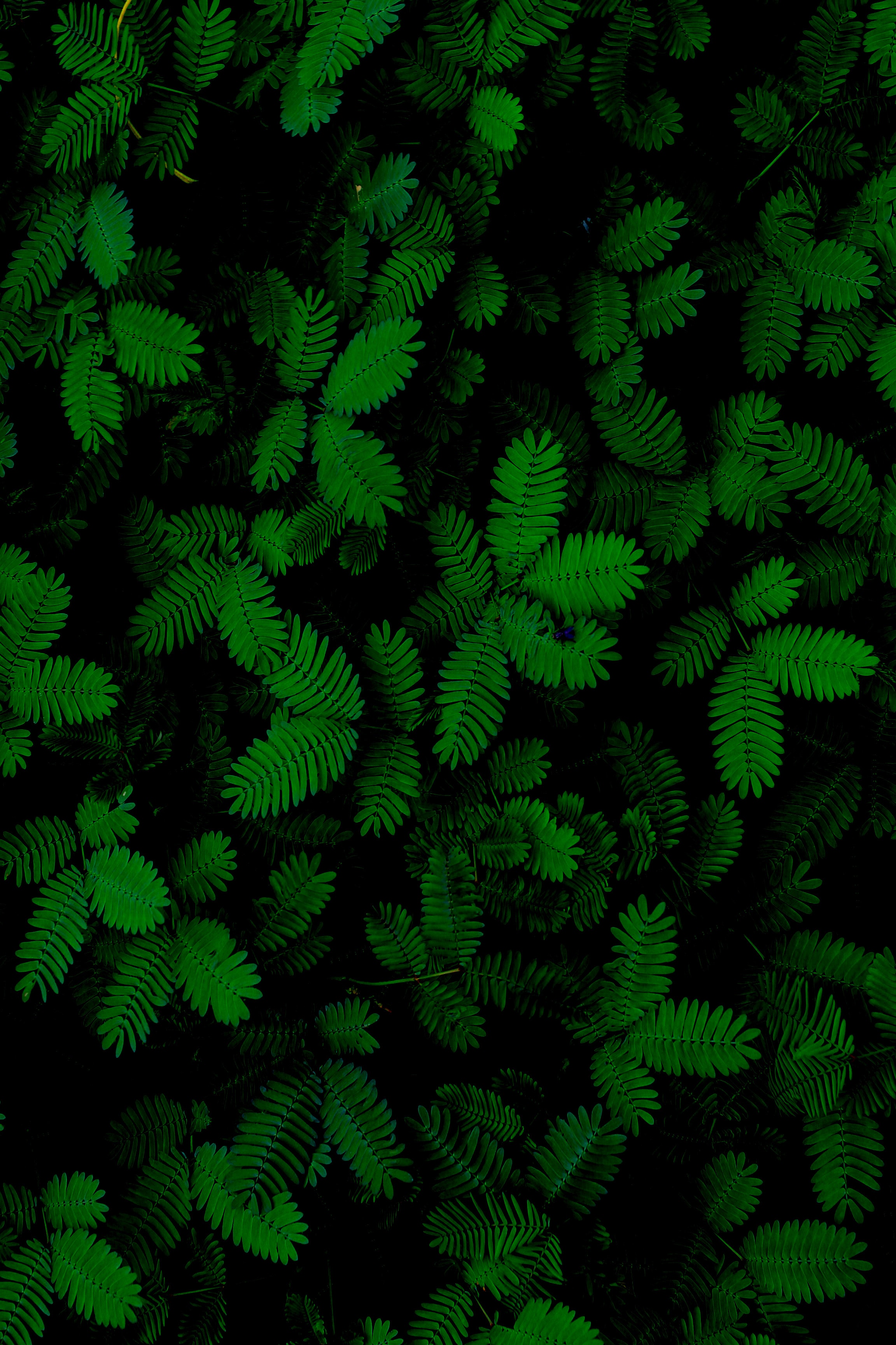 green, leaves, nature, plants, close up