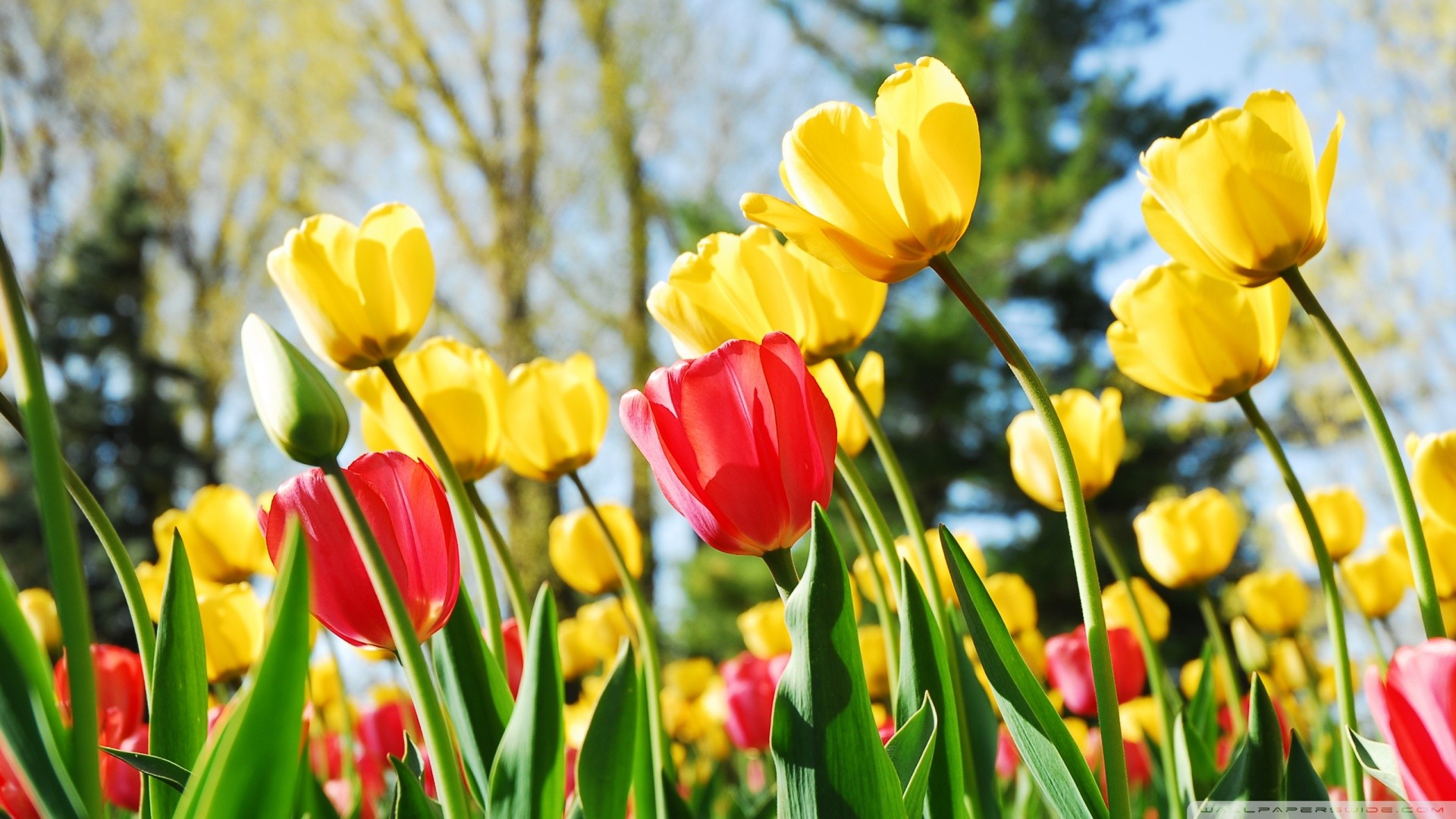 Free download wallpaper Flowers, Earth, Tulip on your PC desktop