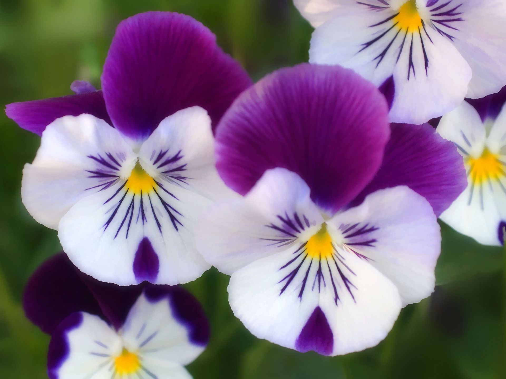 Descarga gratis la imagen Naturaleza, Flores, Flor, Tierra/naturaleza, Viola × Wittrockiana en el escritorio de tu PC