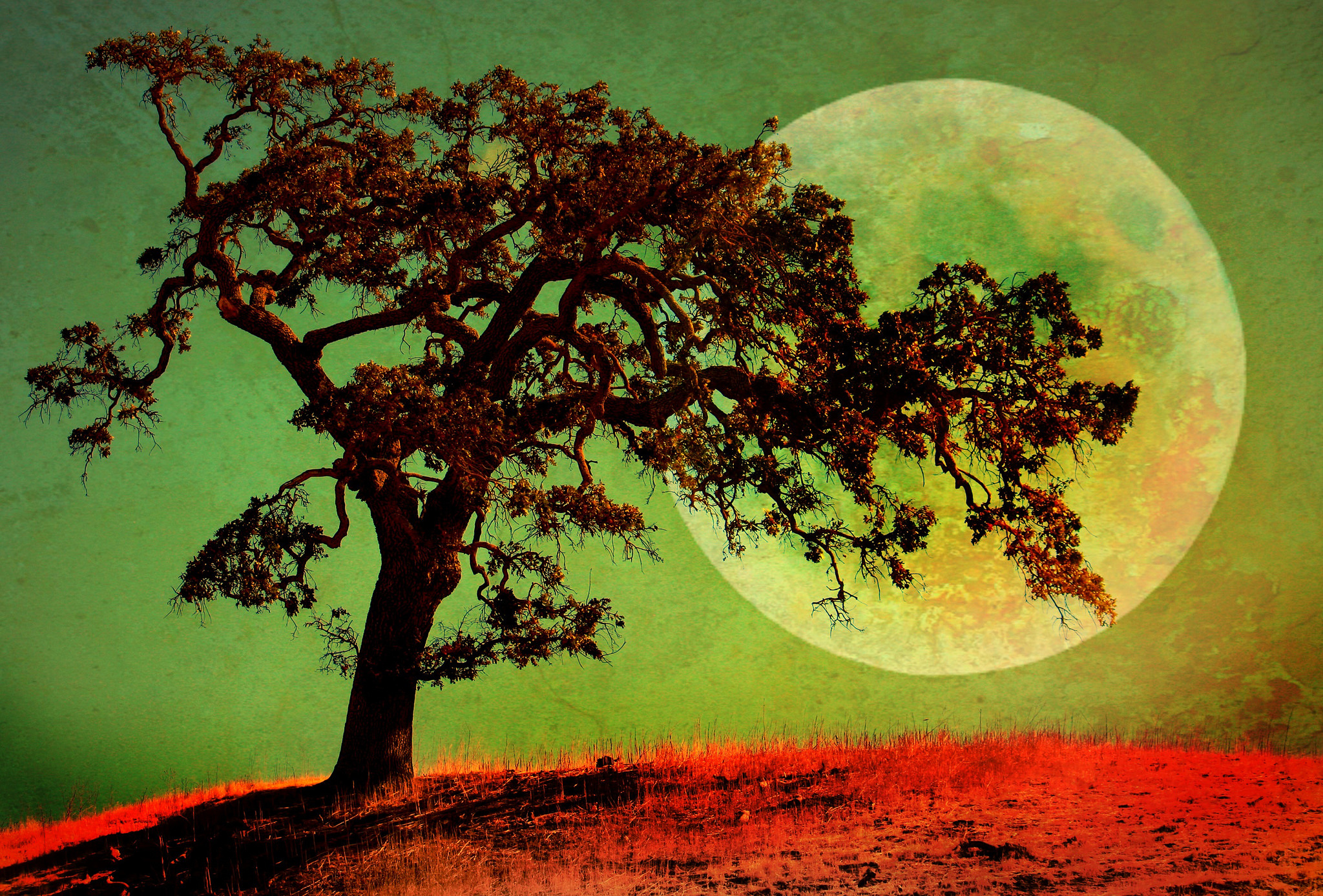 Laden Sie das Mond, Baum, Künstlerisch, Einsamer Baum-Bild kostenlos auf Ihren PC-Desktop herunter