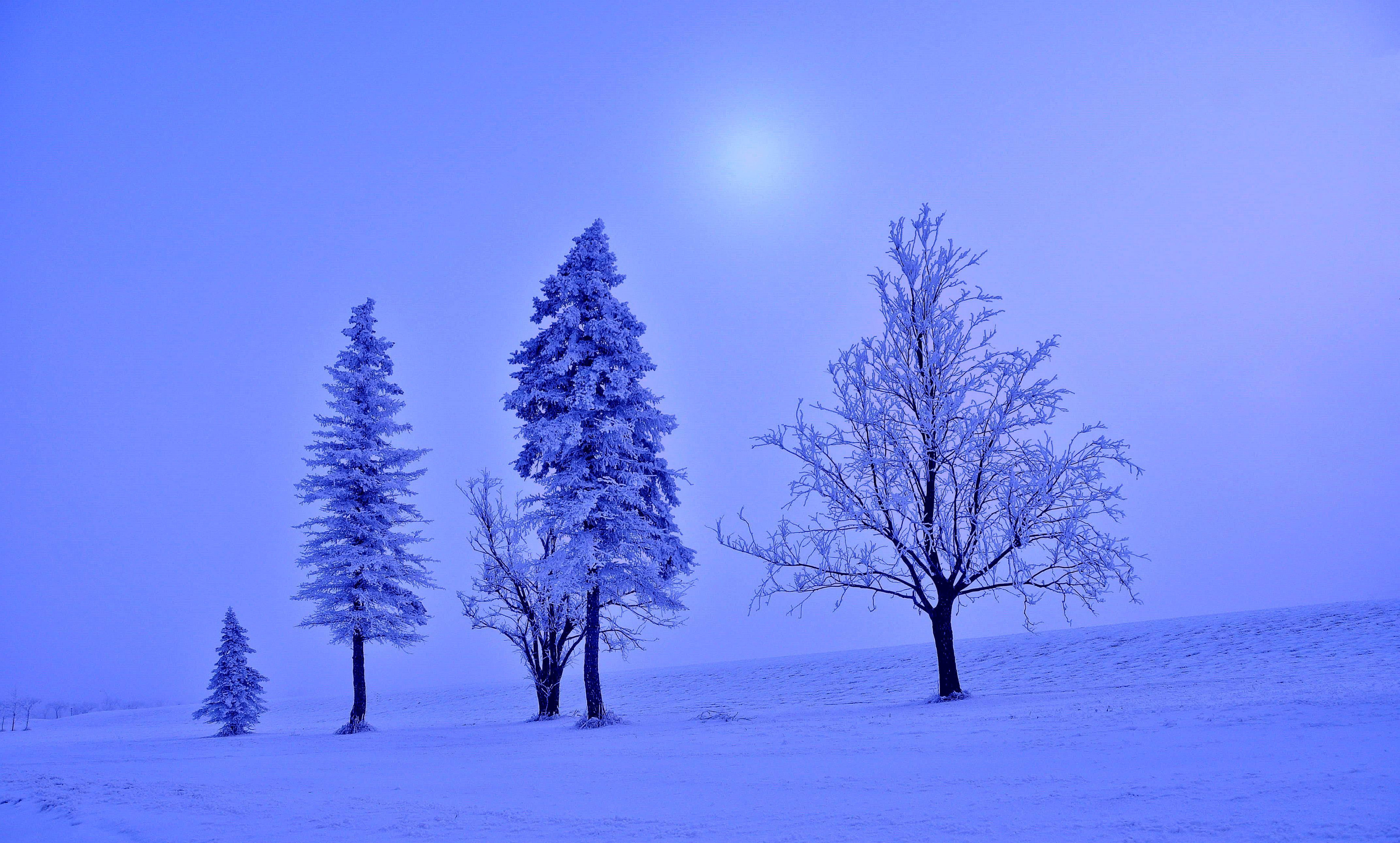 Free download wallpaper Winter, Snow, Tree, Earth on your PC desktop