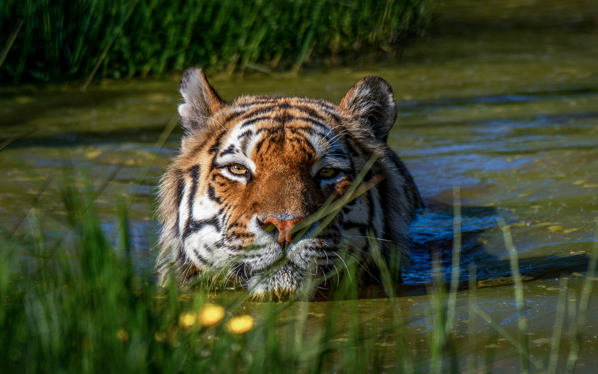 Descarga gratuita de fondo de pantalla para móvil de Animales, Tigre.