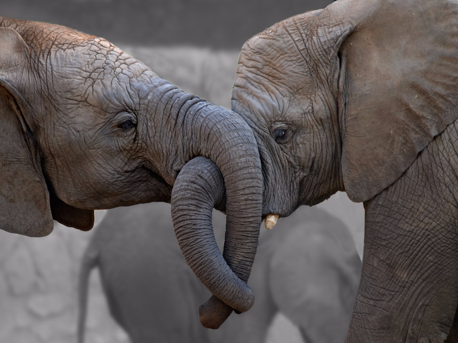 Download mobile wallpaper Love, Elephants, Couple, Animal, African Bush Elephant for free.