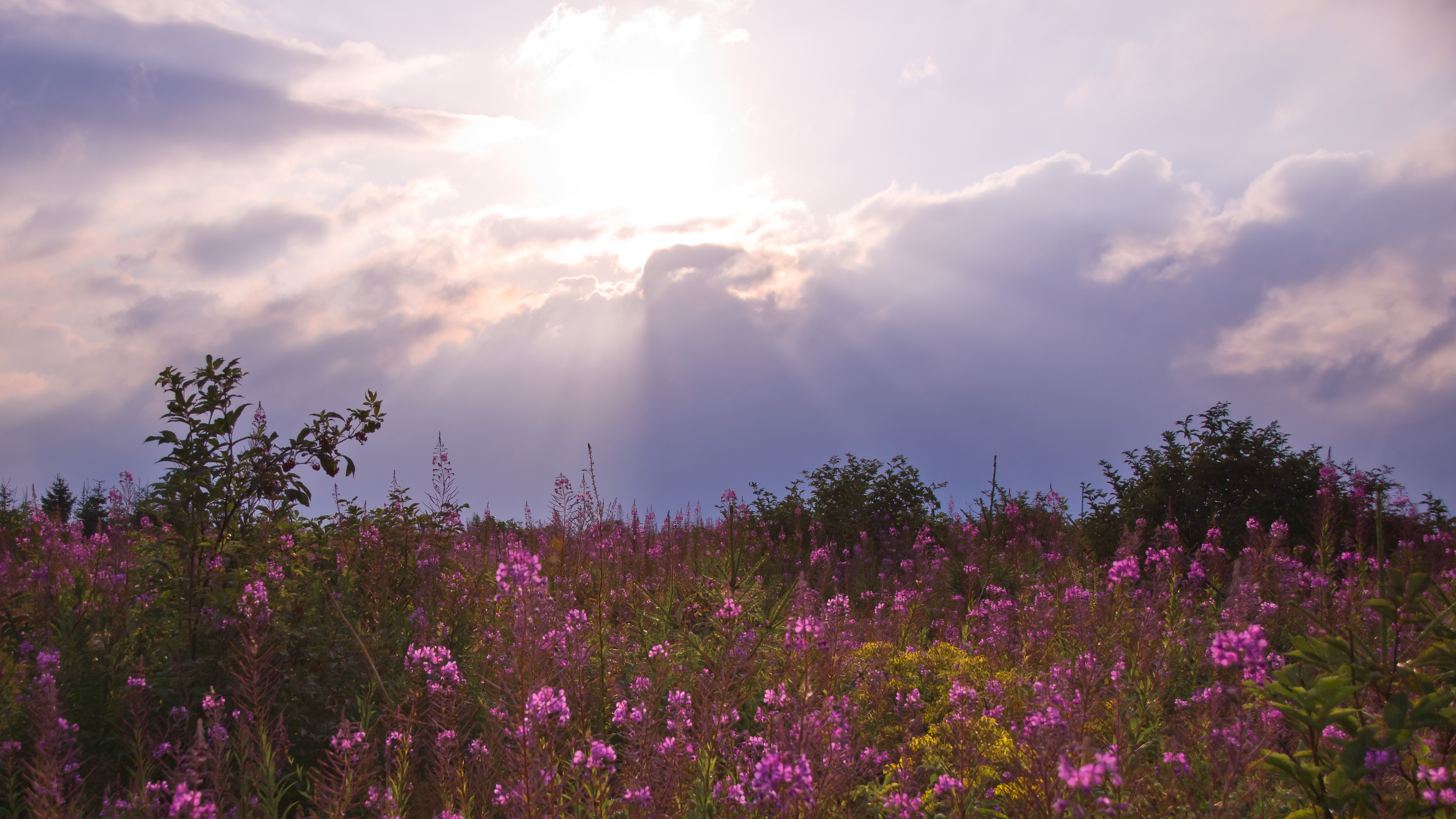 Handy-Wallpaper Natur, Blume, Wolke, Wiese, Himmel, Sonnenstrahl, Erde/natur, Pinke Blume, Sonnenschein kostenlos herunterladen.