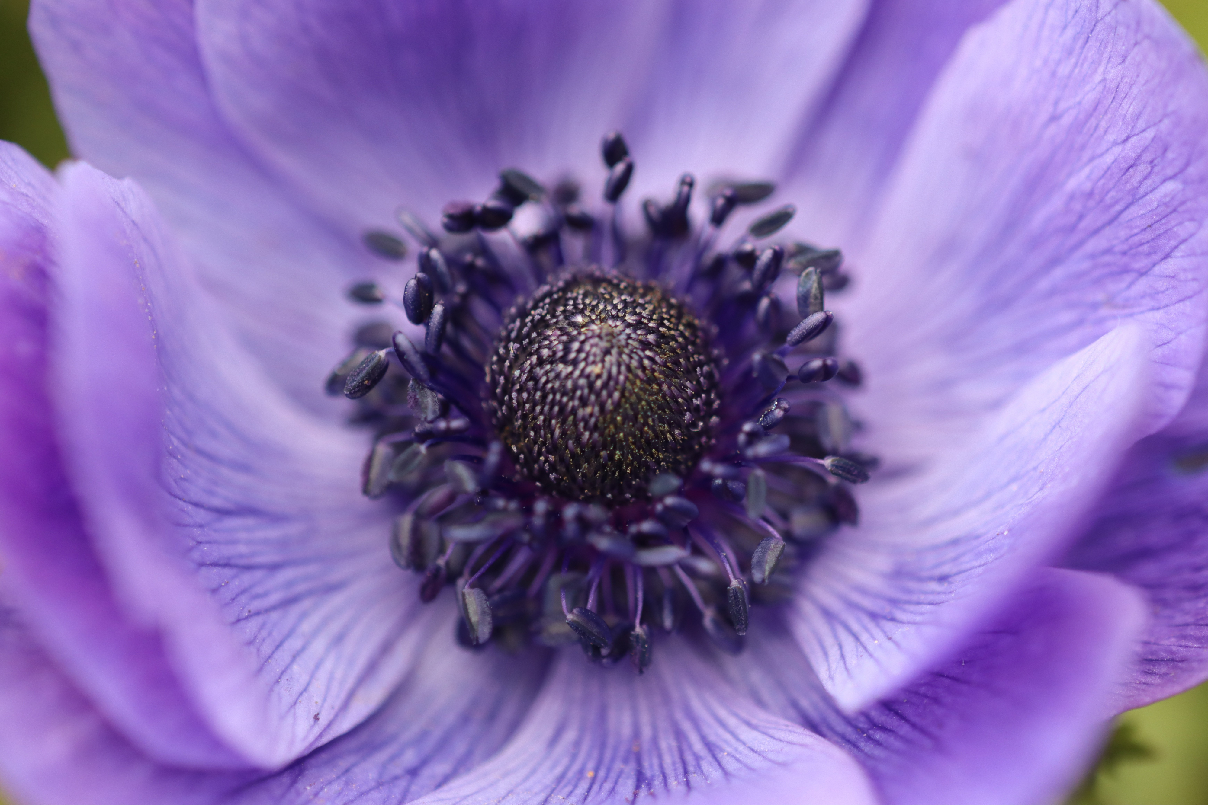 Free download wallpaper Flowers, Flower, Earth, Anemone on your PC desktop